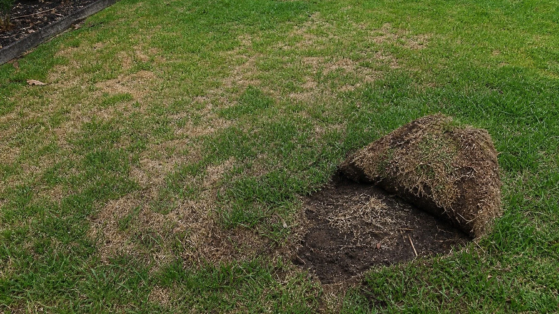 Lawn Grubs, Beetles and Armyworms: A Canberra Homeowner’s Complete Pest Guide
