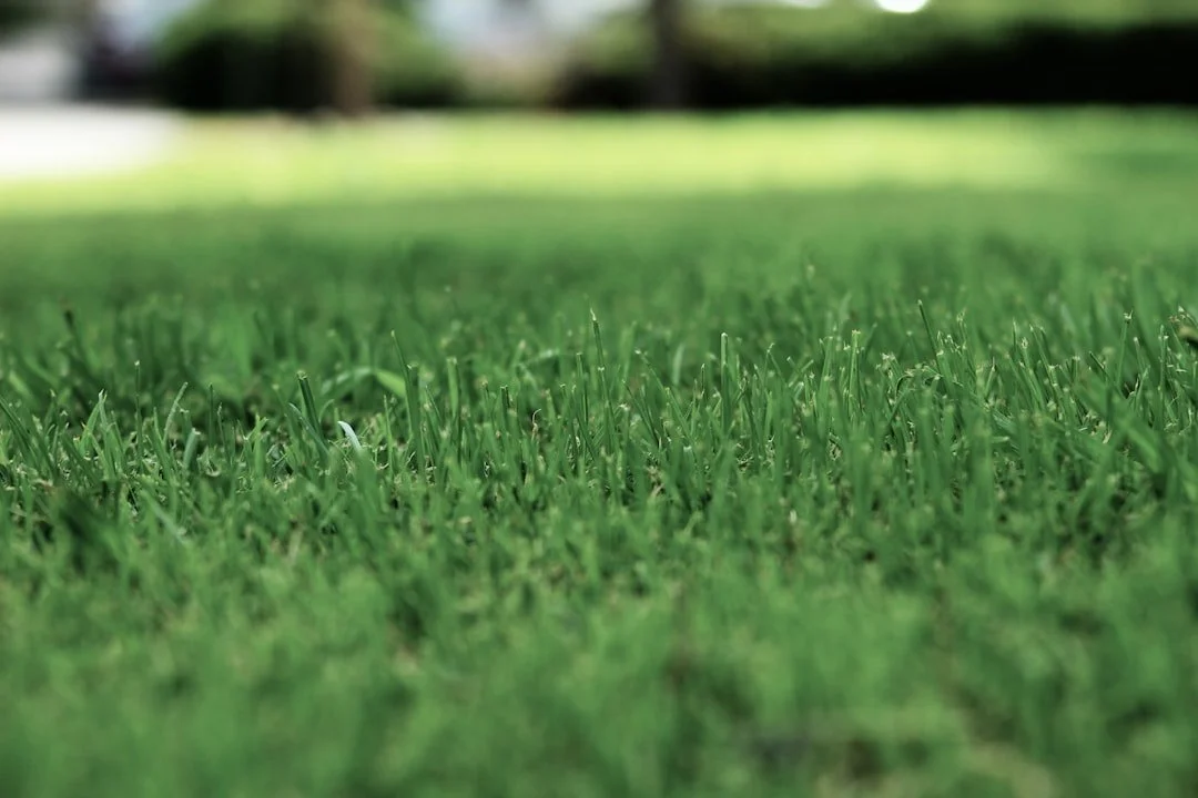 Choosing the Best Turf for Canberra Lawns