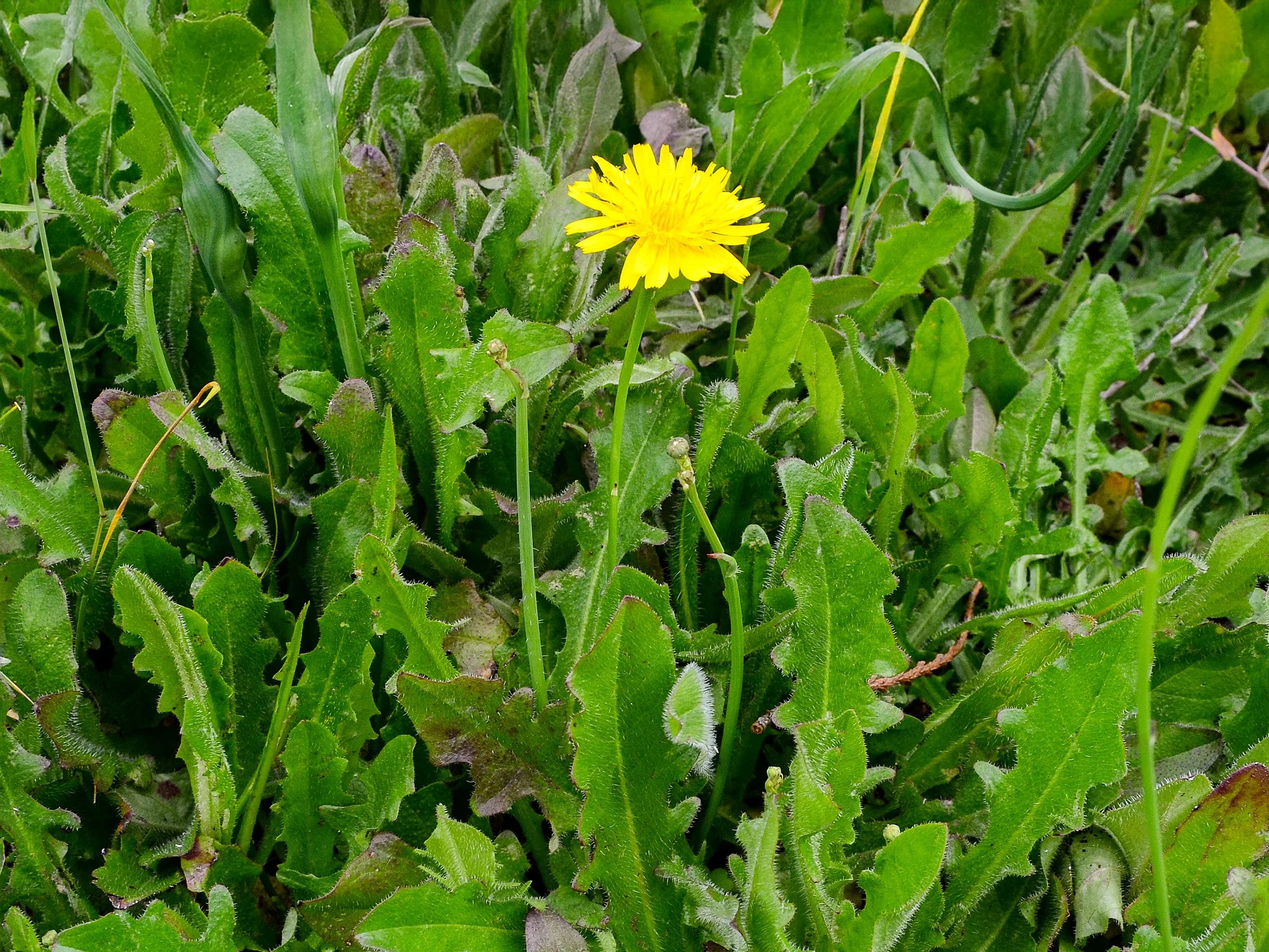 Catsear (Flatweed) in Canberra Lawns: How I Identify, Prevent, and Control It