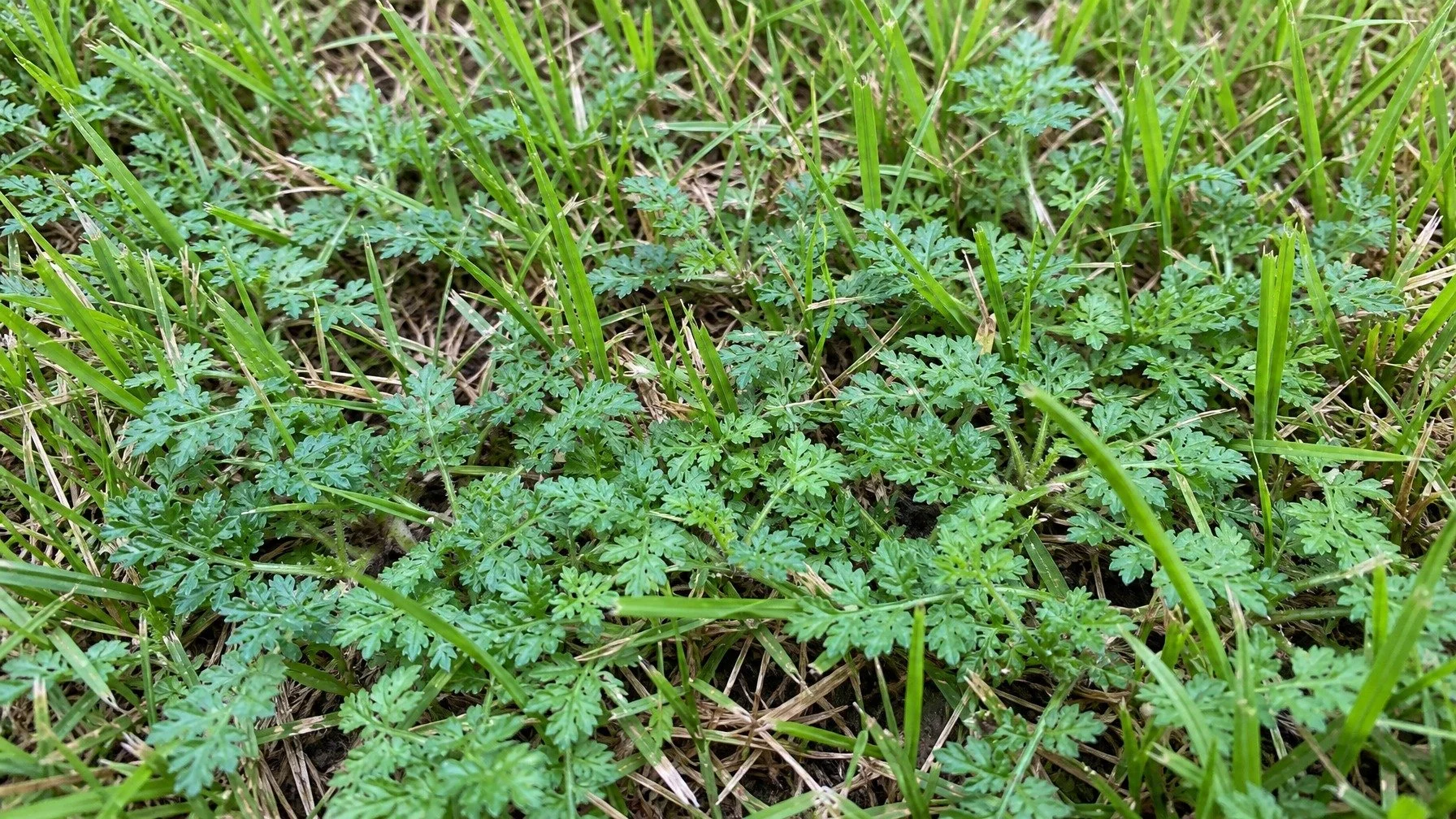 Bindii Weed: How to Identify, Treat and Prevent Bindi Prickles in Canberra Lawns