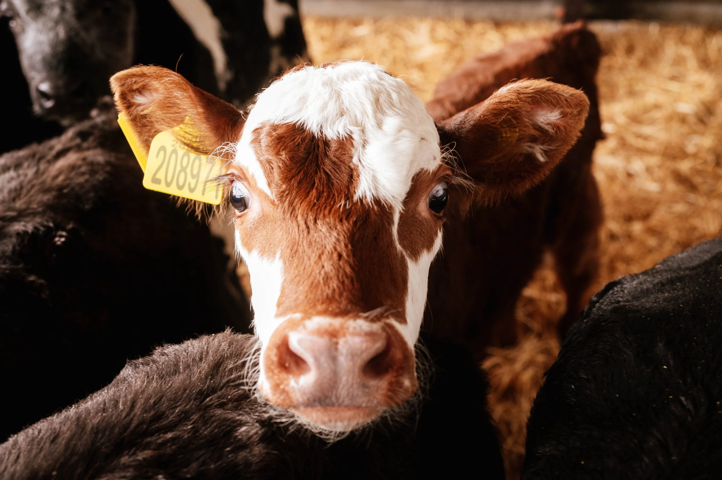 A cow