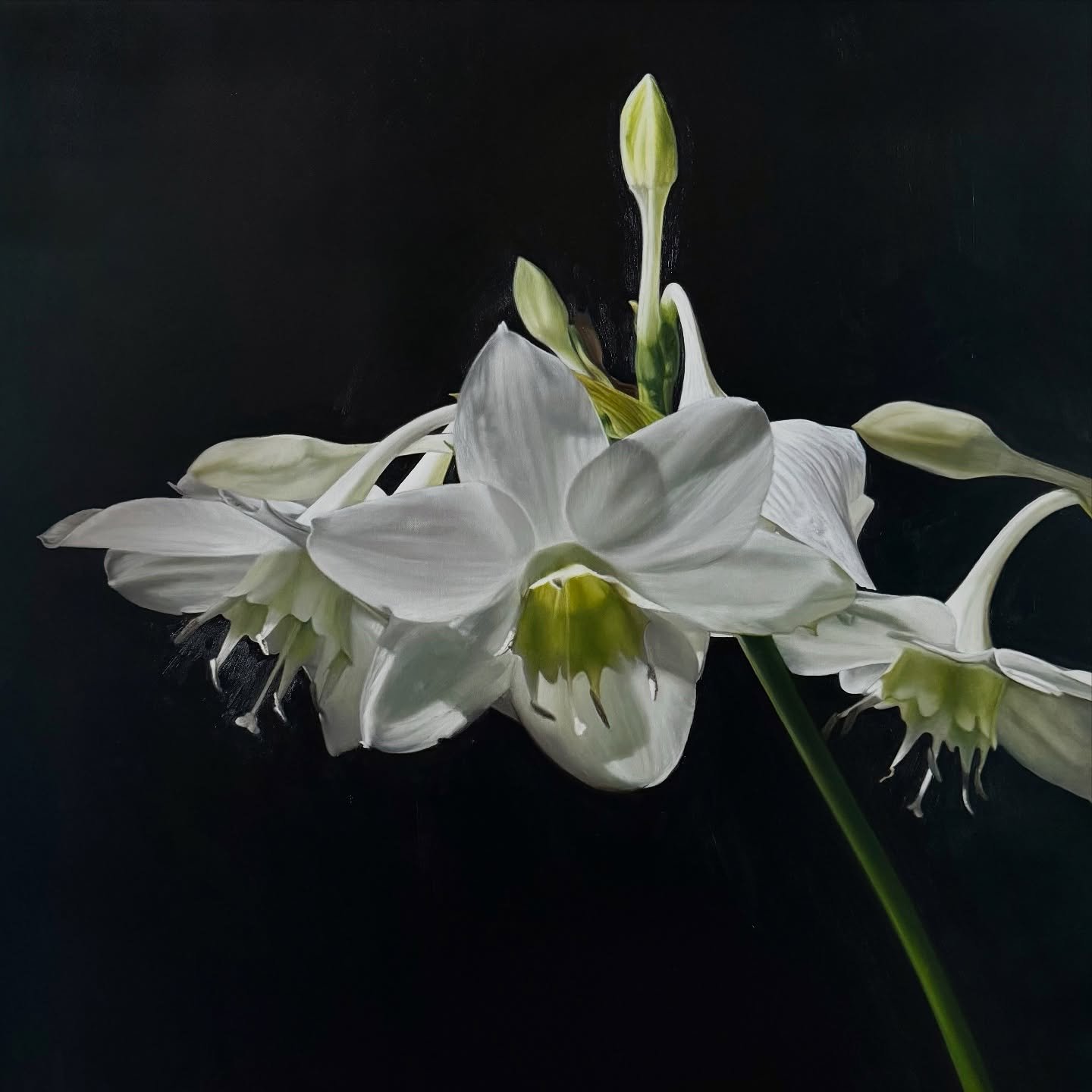 Not a photograph - but a painting, built slowly in oil, petal by petal. A quiet study in light, form and devotion. 

&lsquo;Amazon Lily&rsquo;: the final bloom of a closing chapter. Known to flower in the dark, she arrives luminous - elegant, assured