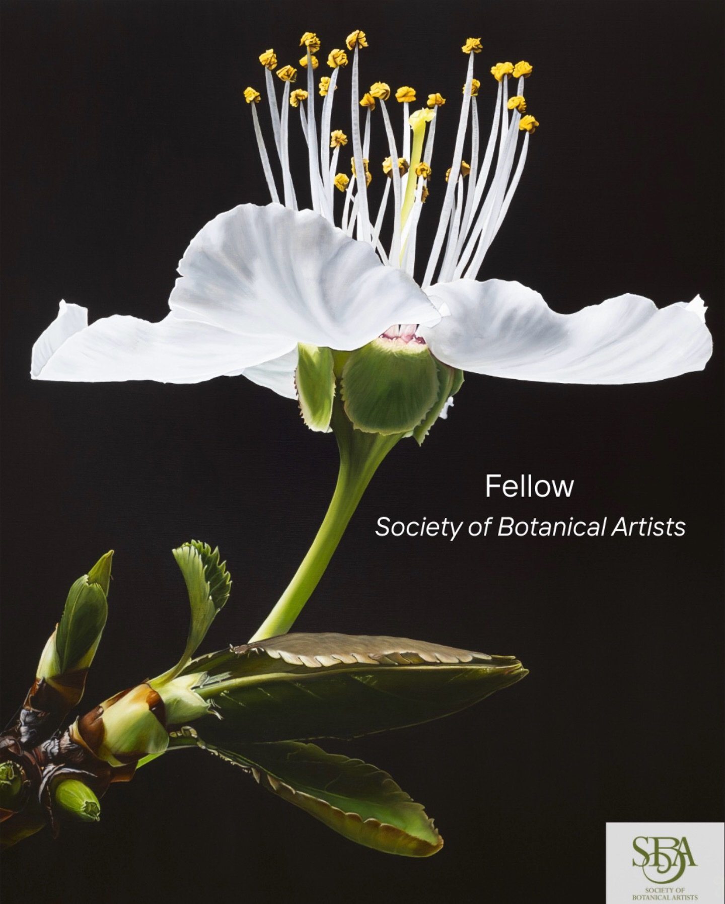 I&rsquo;m deeply honoured to have been accepted as a Fellow of the Society of Botanical Artists. 

To join this lineage of artists - whose work is rooted in close attention, patience and reverence for the living world - feels both humbling and affirm