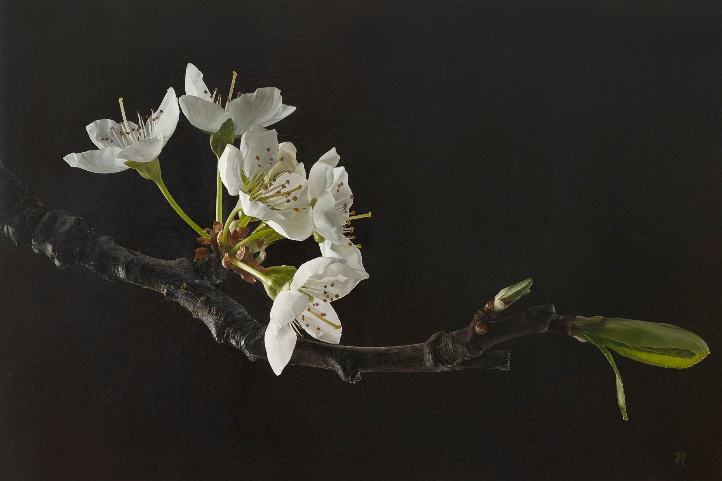 Sakura%2BII_Emergence%2BCrop.jpg