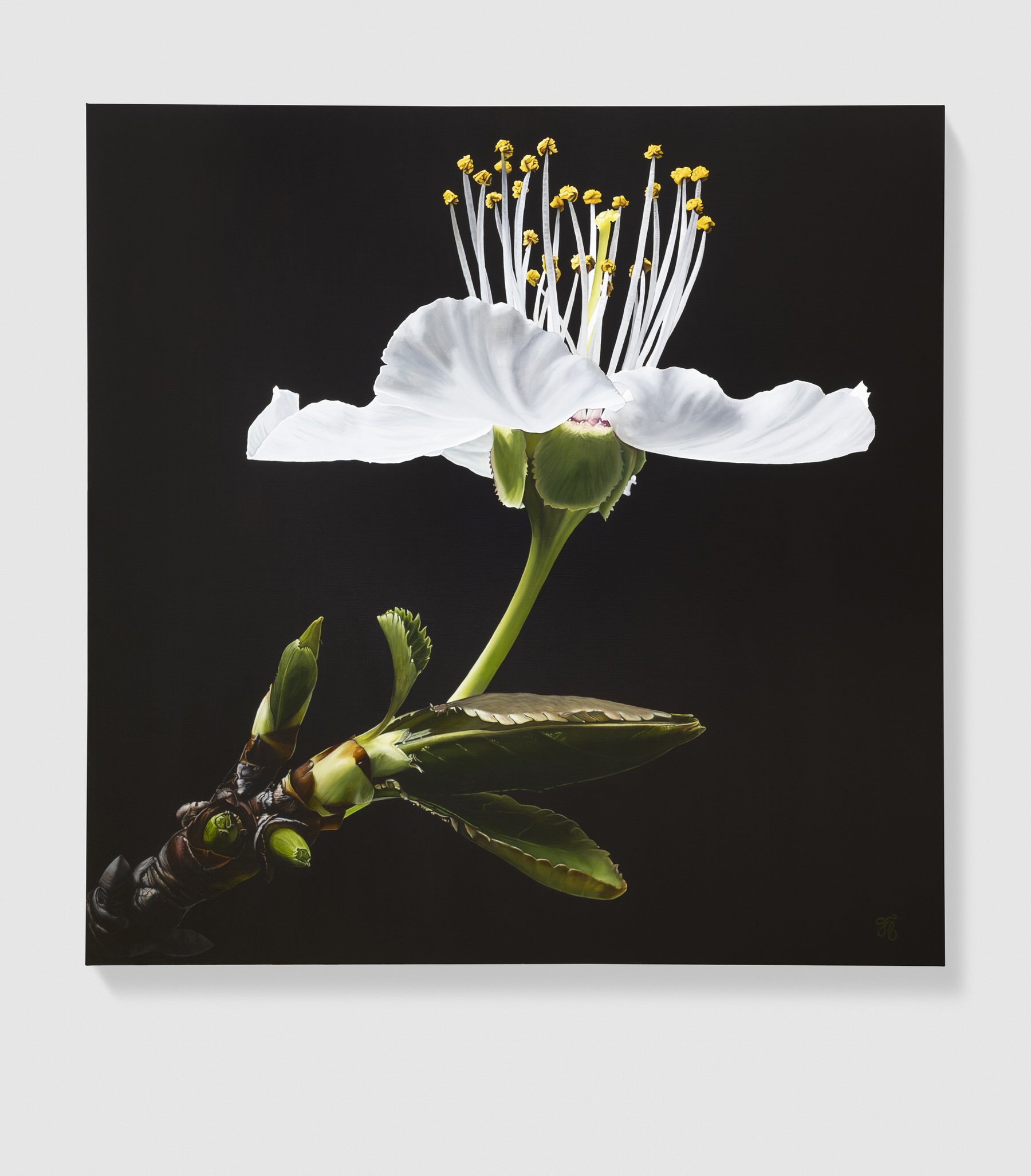 trish-mitchell-white-blossom-flower-oil-painting-sakura-london