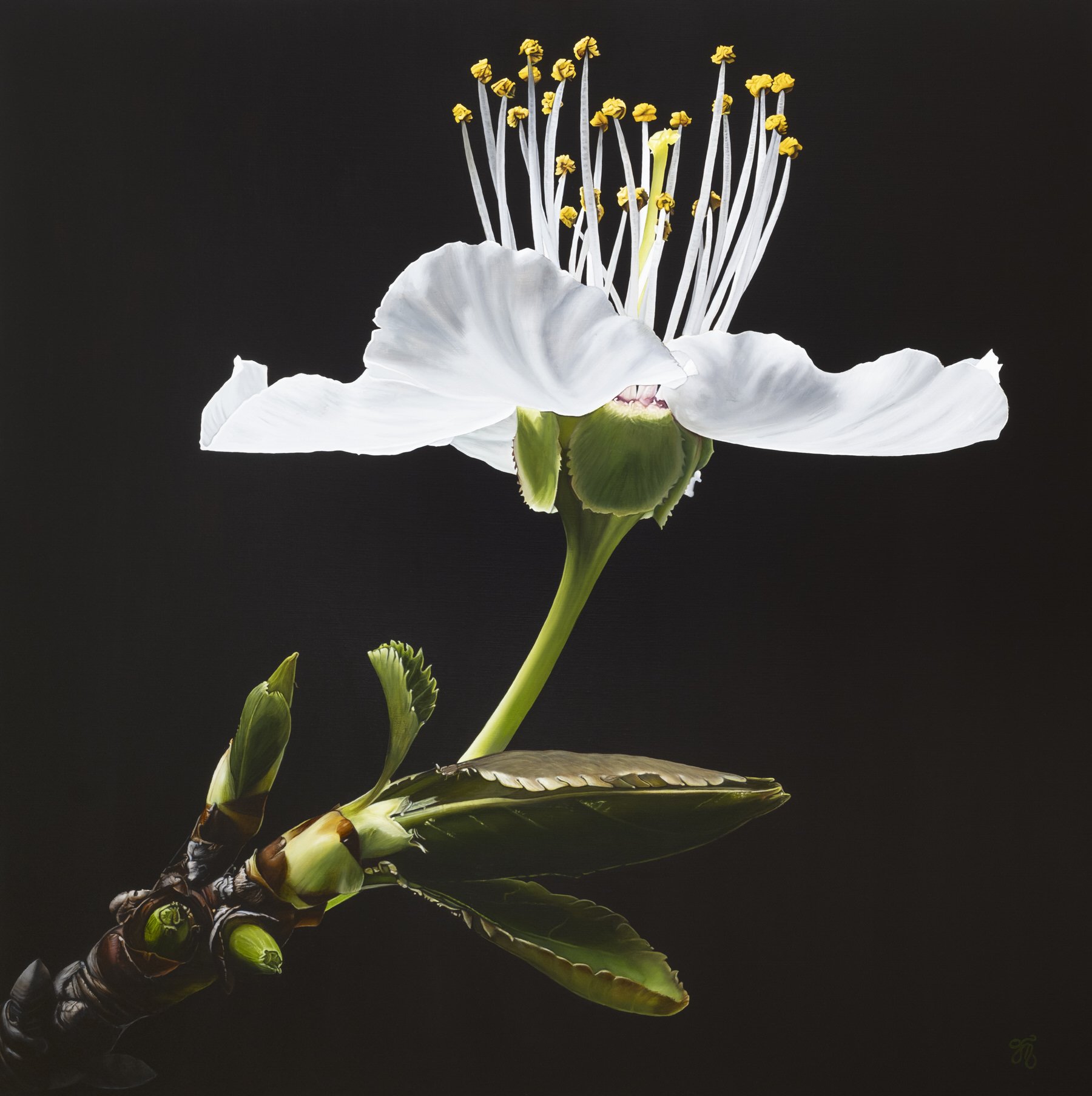 trish-mitchell-white-blossom-flower-oil-painting-sakura-london