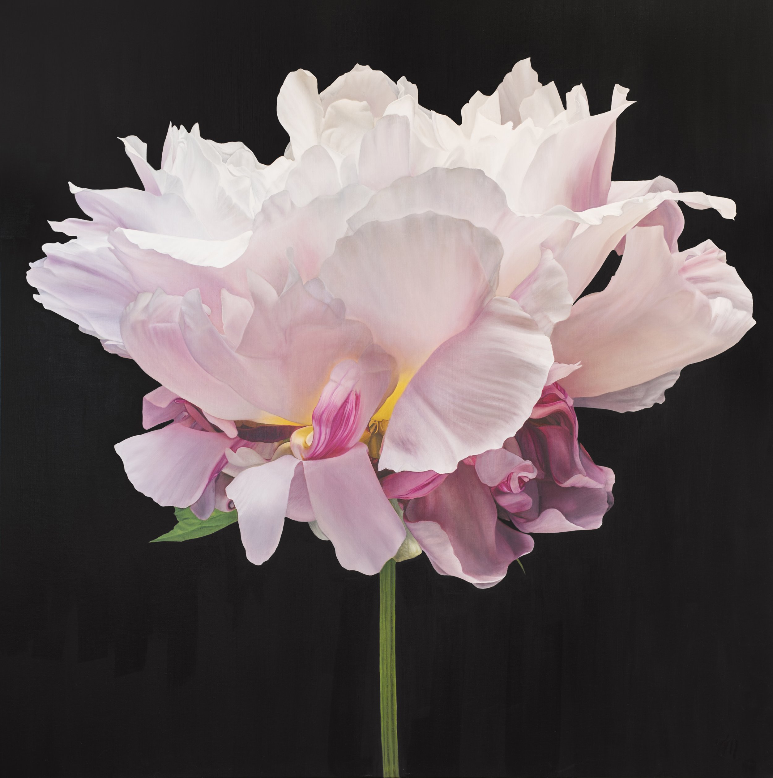 Image 8_Peony 7_TMFA Crop.jpg