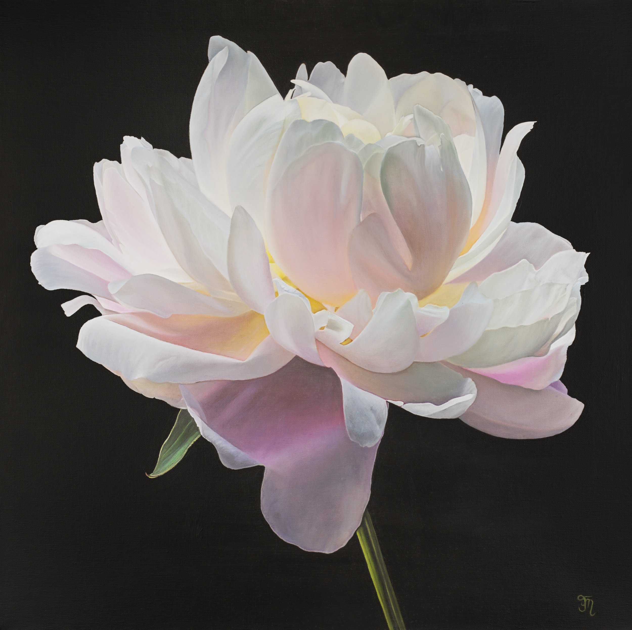 trish-mitchell-pink-peony-flower-radiance-unveiled-oil-painting