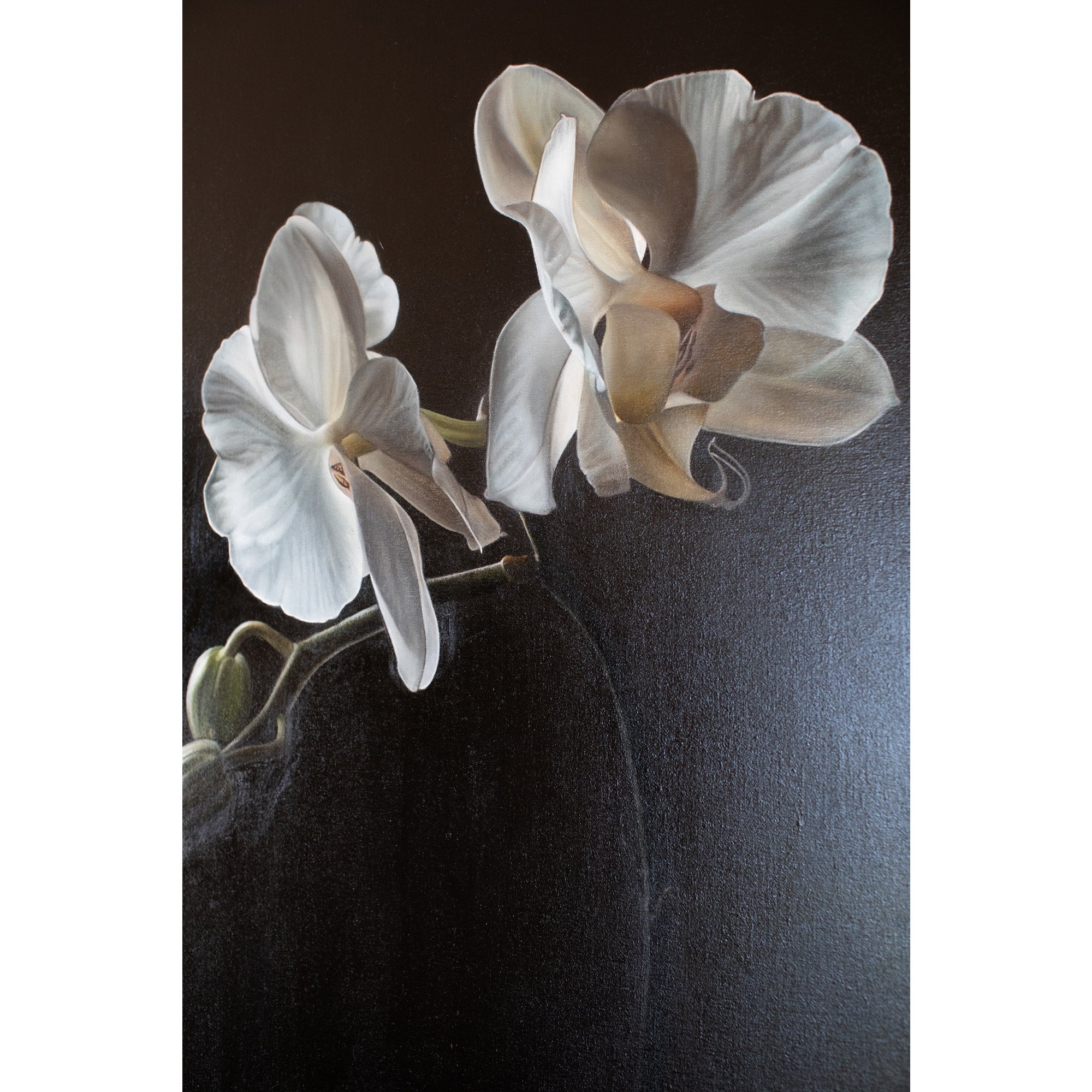 orchid 1_square_background.jpg