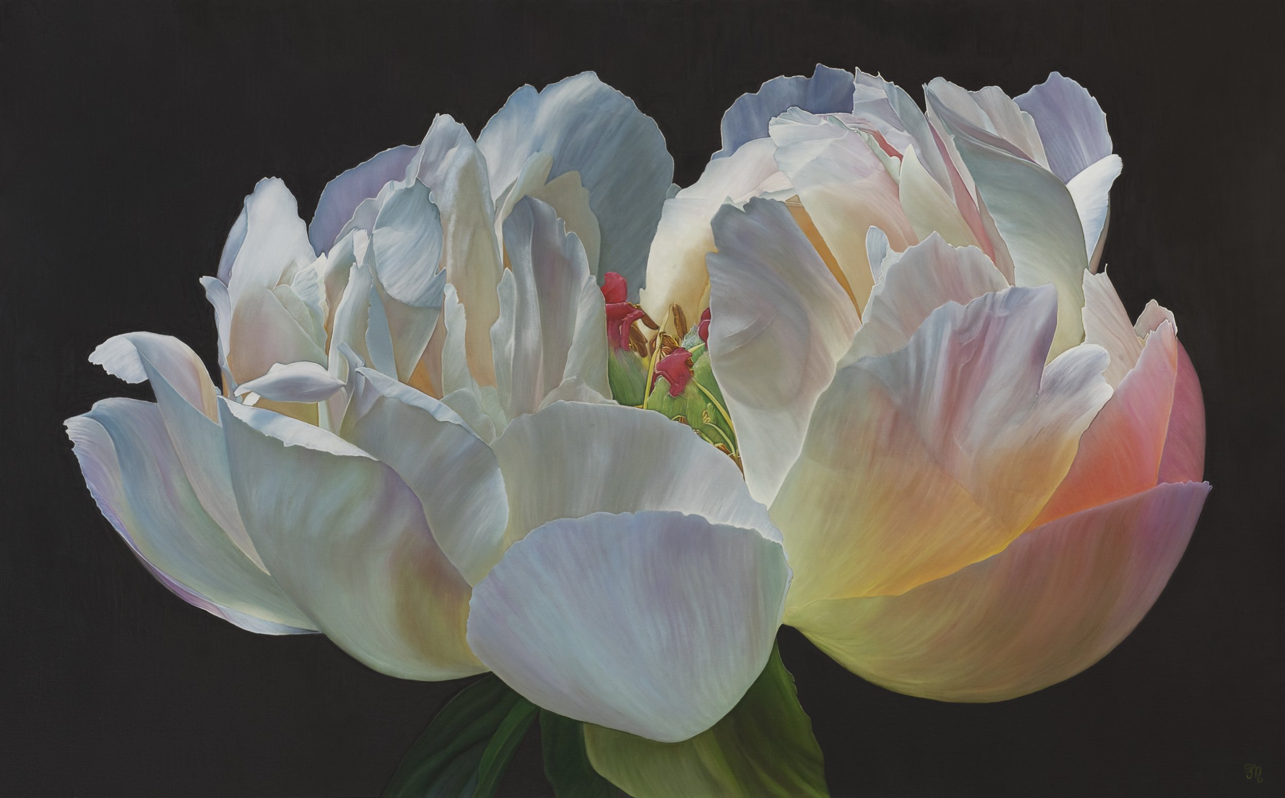 trish-mitchell-white-peony-flower-eternal-glow-painting-uk