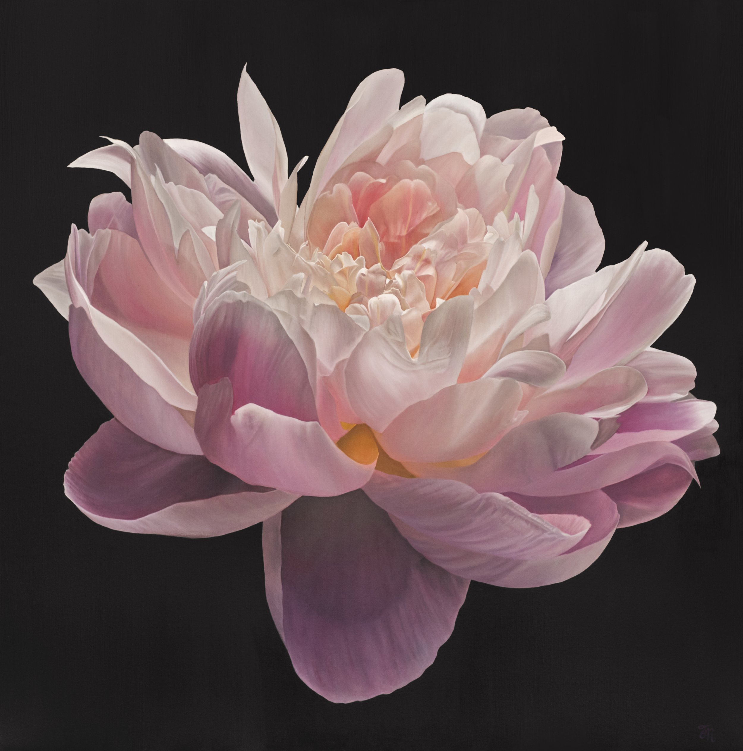 trish-mitchell-pink-peony-flower-awakening-light-oil-painting-london