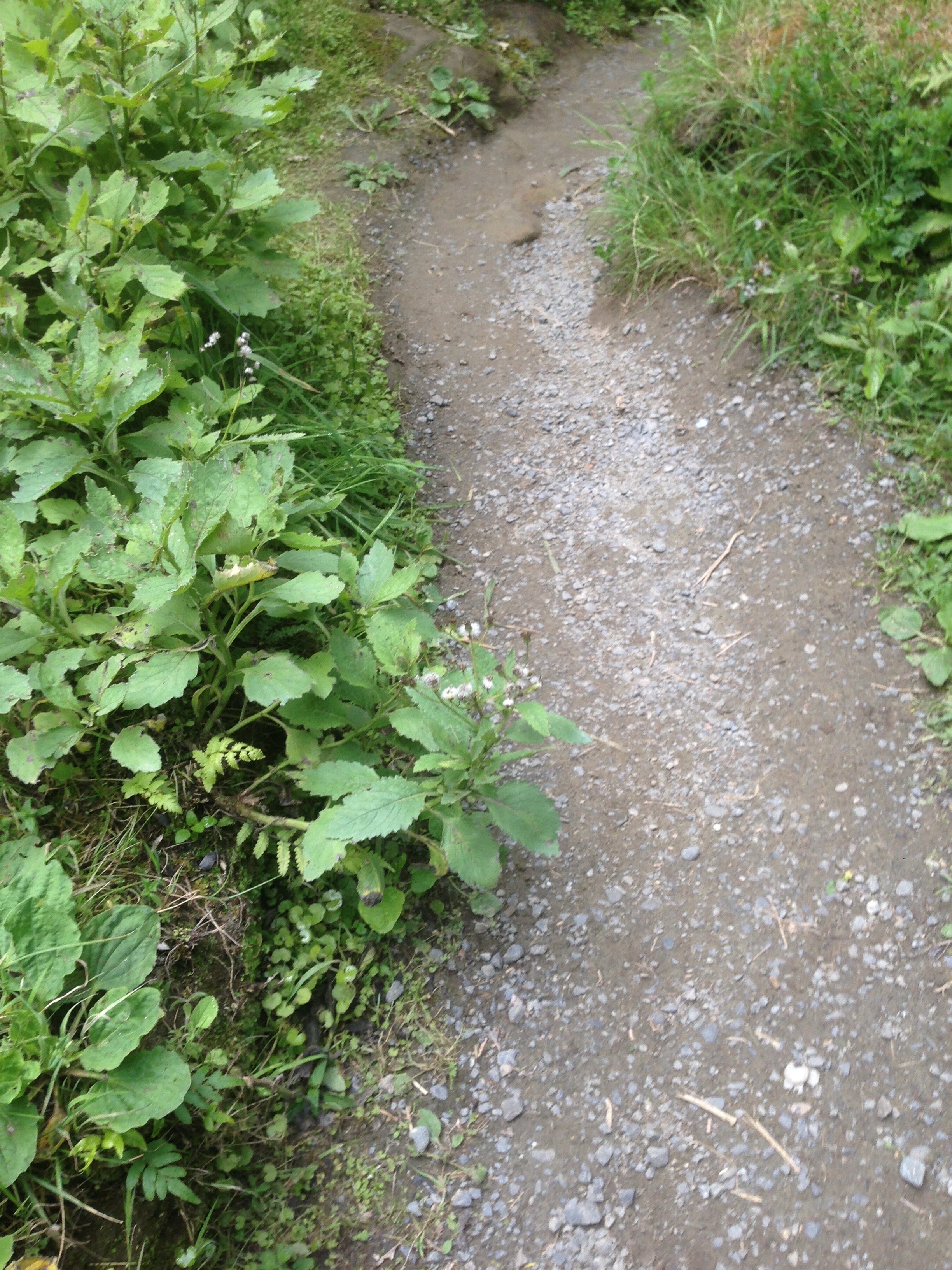 Path through weeds.jpeg