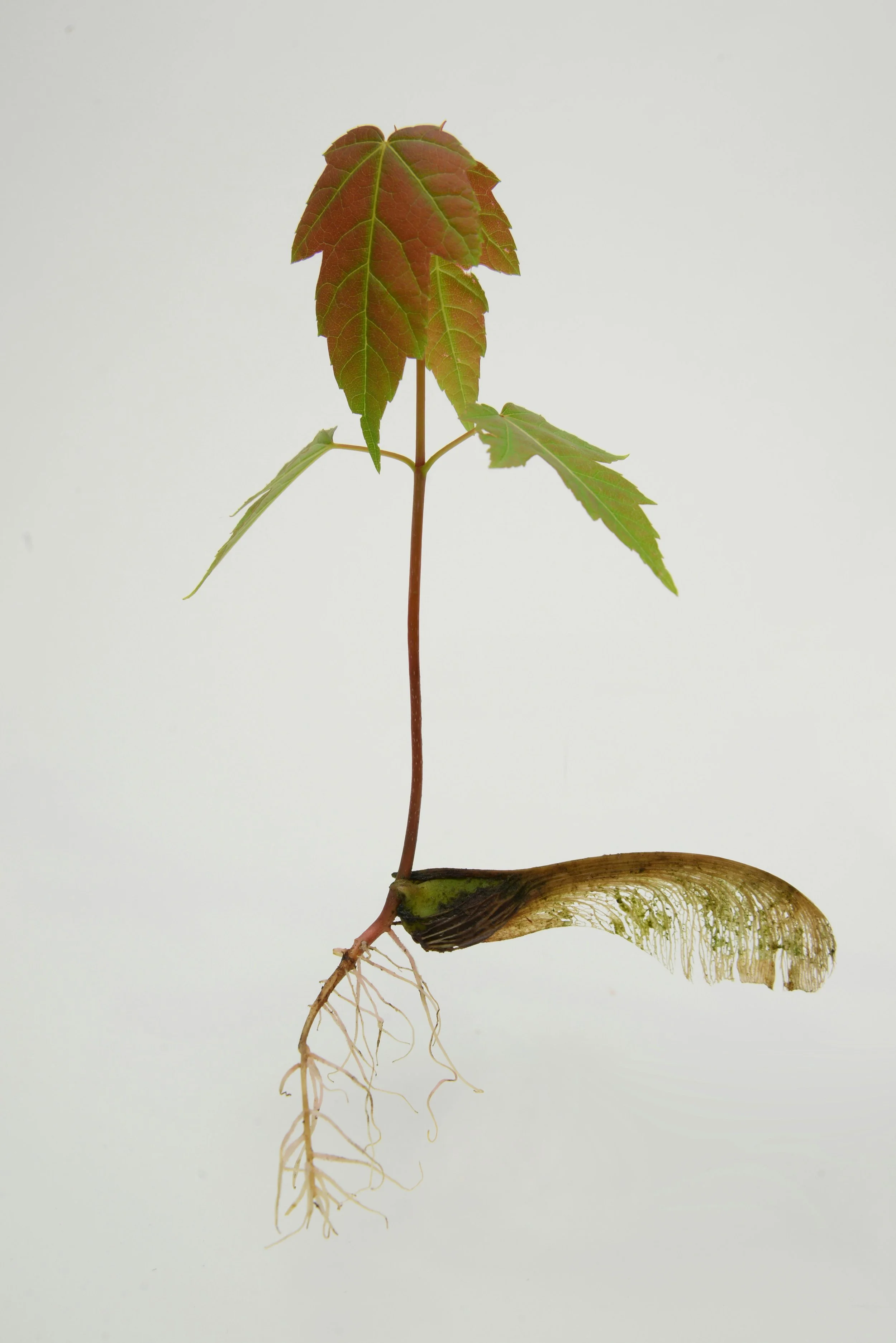 The group nervous system series focuses on bringing the body back to safety.
