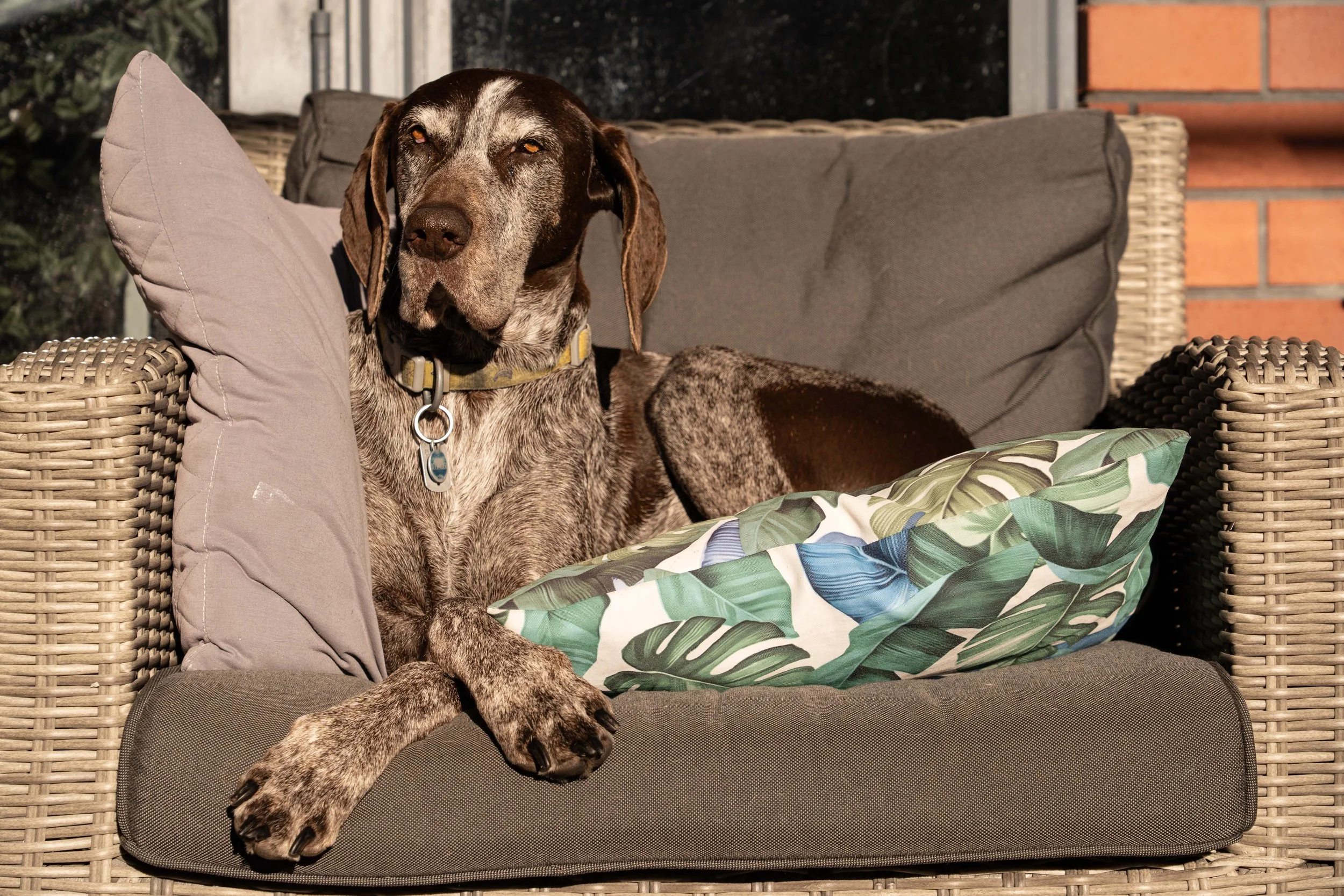 Abbi the Pointer