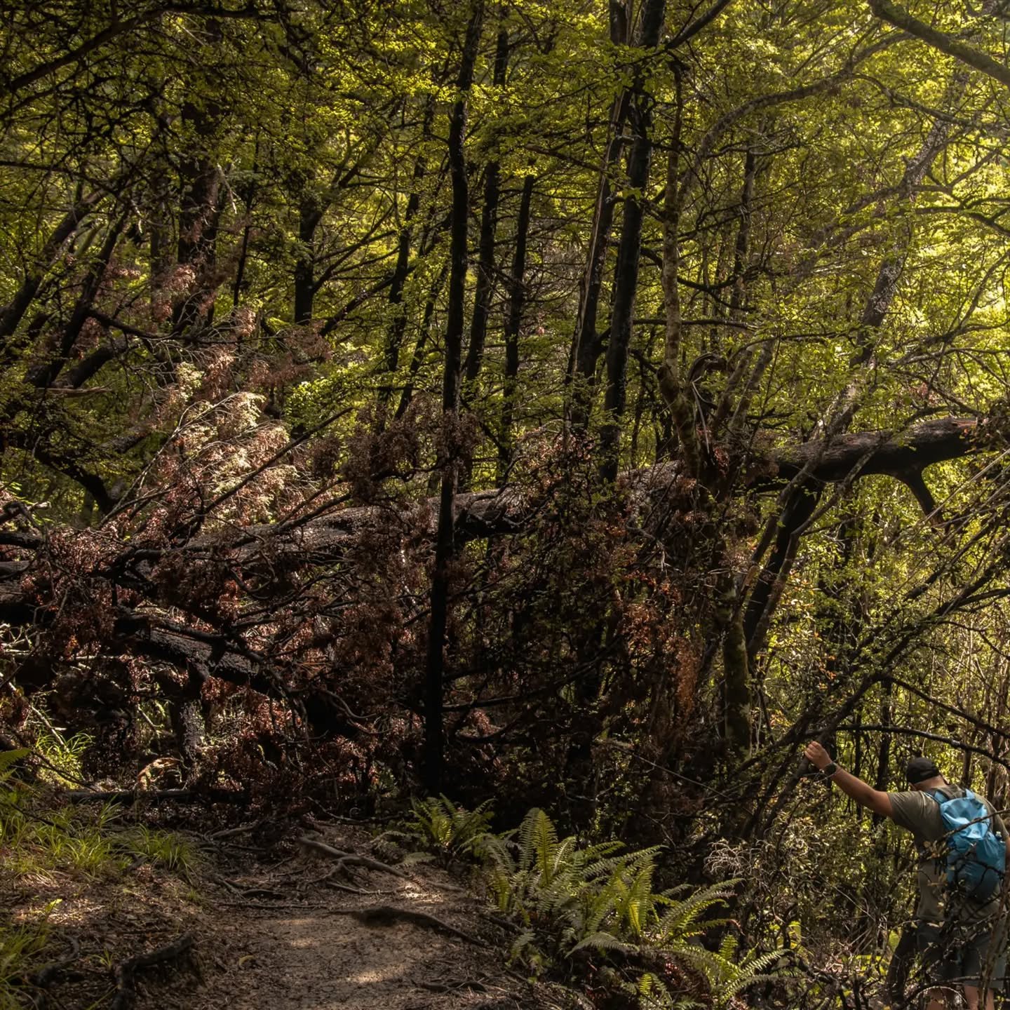 The original plan was to head up Mount Grey...
However, with the fords across the access road too high to drive through, we decided Mount Richardson was the next best. ⛰️

Ascending 900 meters, walking amongst trees covered in wasps, through waterlog