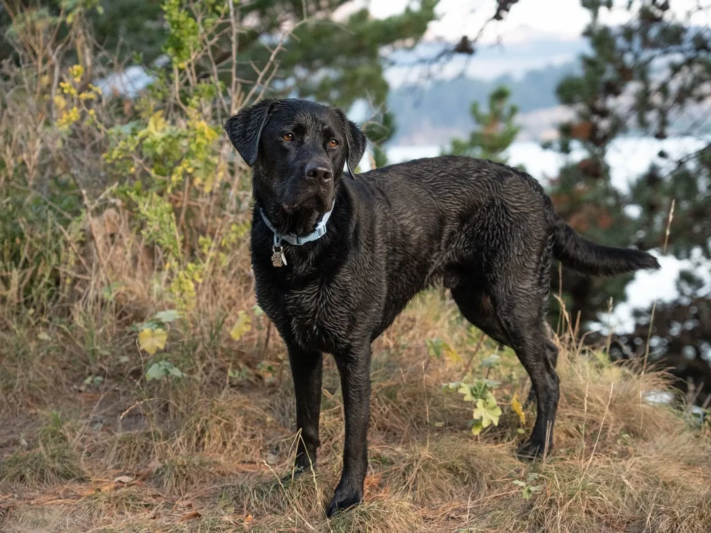 Had an absolute blast photographing @stinkboykoda down at Corsair Bay! 

Taking advantage of some beautiful autumnal-evening light and having the Banks Peninsula as the backdrop ⛰️

#dogphotography #christchurchdogs #dogsofotautahi  #doginstagram