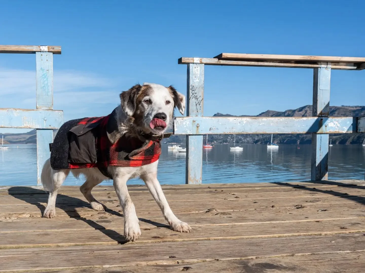 It's Roadi! 

A blooomin' pleasure to spend the morning with @dont.toi.with.bee and the all-star Roadi down at Corsair Bay. ☀️✨️

#dogsofotautahi #dogphotographer #rescuedogsofinstagram