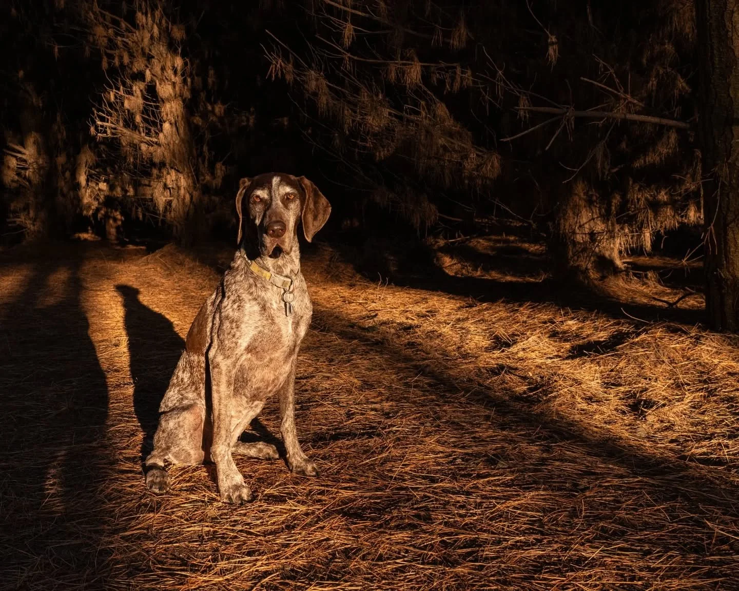 Taking advantage of those golden hour colours amongst the forest 🌤🌲🤌

A delightful wee walk round Bottle Lake with the fabulous Abbi (@kaymadekraftz ) 💛

#dogsofotautahi #doginstagram #pointer #dogphotographer