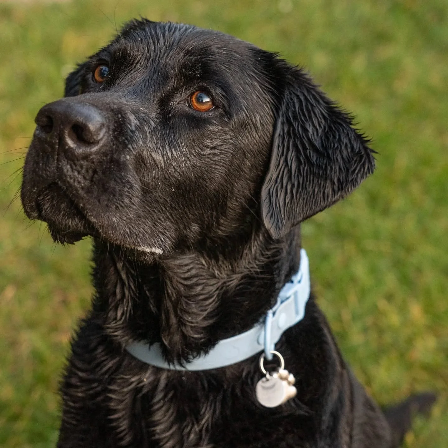 THESE HEADSHOTS...

Are by far, some of my favourites of @stinkboykoda. 

Second image was taken ( in true labrador fashion) before Koda went for a not-so-quick dip in the bay! 🌊

And that bow tie?
Dashing. 

#dogphotographer #christchurchdogs #chri