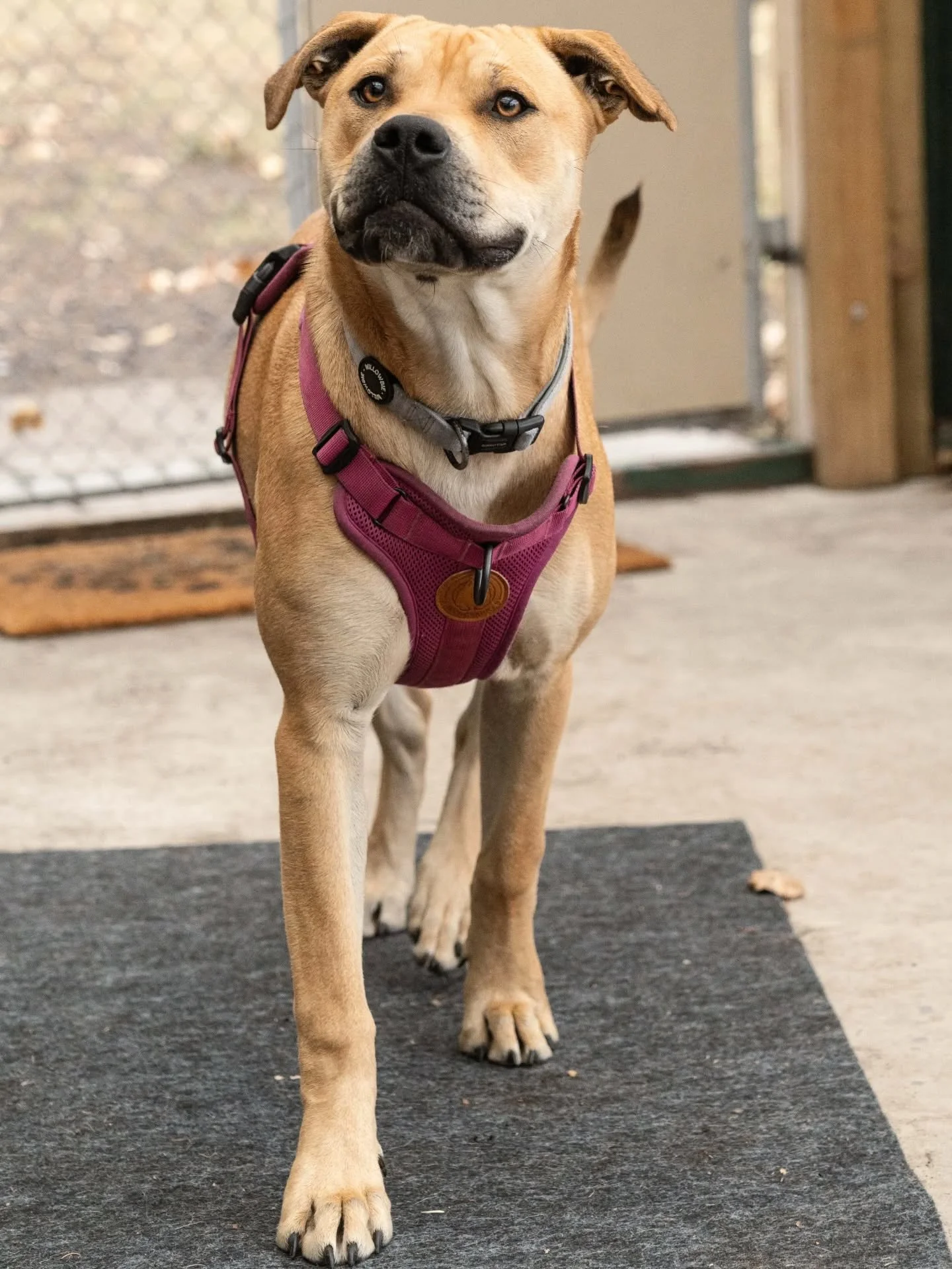 Look at those EYES 👀 

Louise (one half of Thelma and Louise) is a Ridgeback x Mastiff. Photographed at the @dogwatchsanctuarytrust, it was an honour to capture this pup and her curious personality!

#dogphotography #christchurchdogs #christchurchph