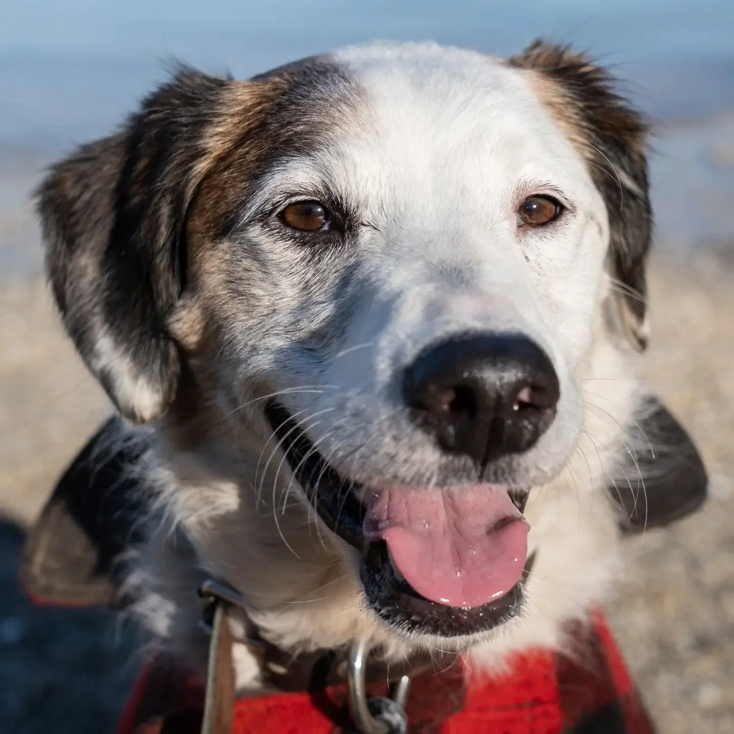 Getting close up to focus on the eyes... and the nose! Roadi has a wonderful array of facial expressions but his smile is simply 🤌 

#dogsofotautahi #dogphotography #dogsofinstagram