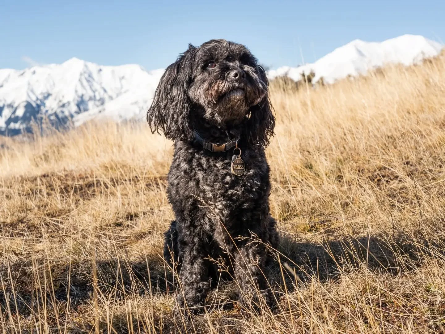 Only went trampiny and ran into Ted near Castle Hill Village! Featuring the Torlesse Range in the far distance 🏔

You think you're safe from featuring on #dogsofotautahi just because you're out in Canterbury? Absolutely not.

#dogsofotautahiandsome 