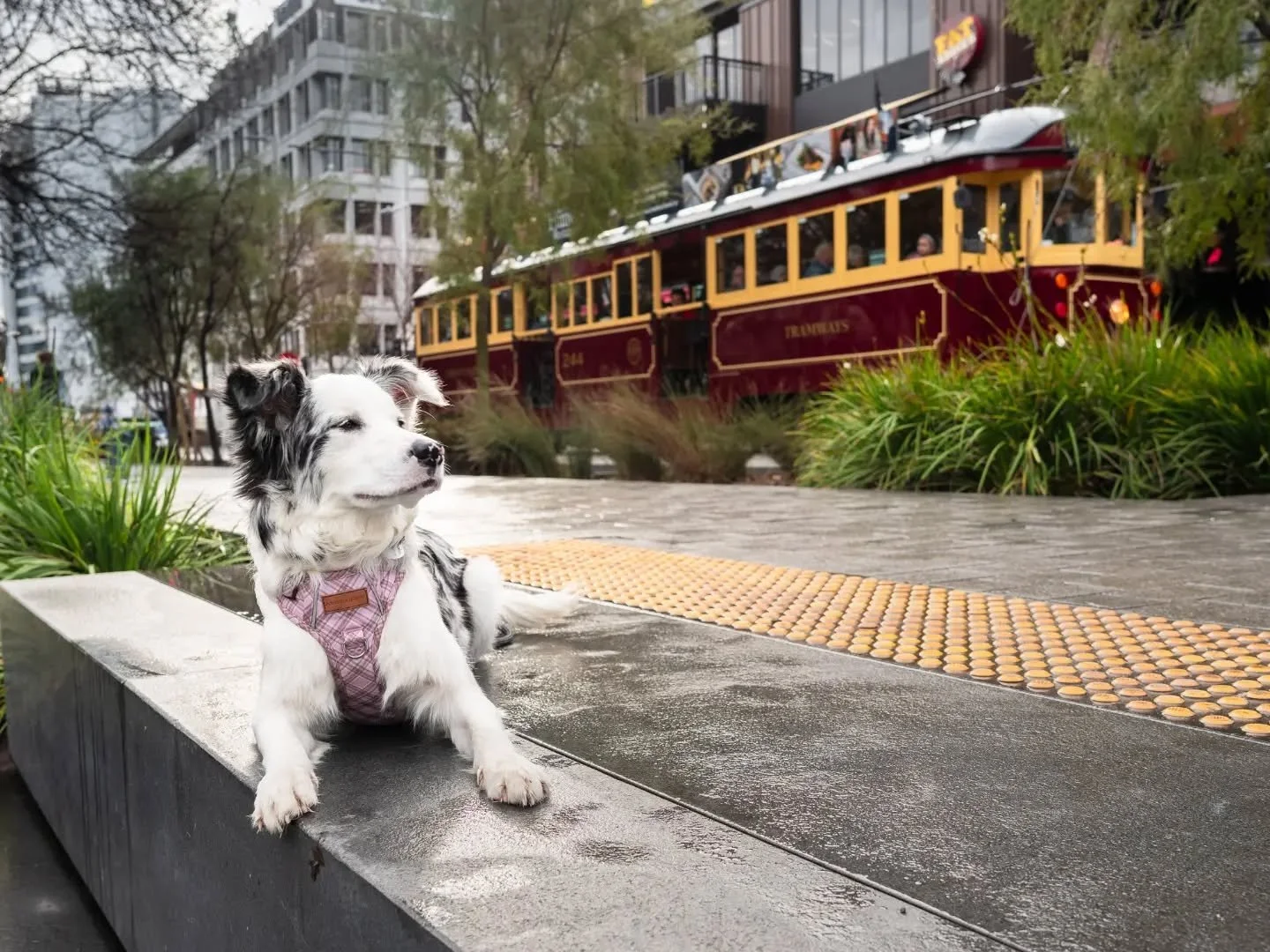 A QUINTESSENTIAL shot in Ōtautahi CBD with the one and only @mygirlpipsqueak 🚃🩷

Piper was the perfect model and managed to hold her pose as the tramp slowly, slowly made its way past!

#dogsofotautahi #christchurchnz #dogphotographer #dogsofinstag