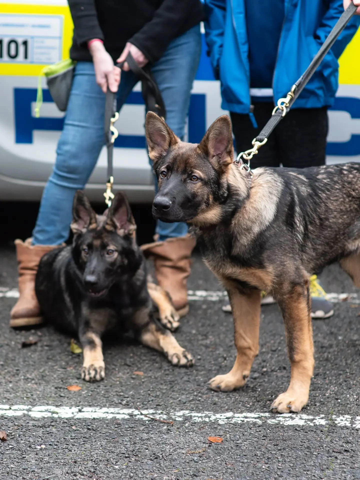 These are sibling Training Police Dogs (TPD's) Freya and Flint listening to a briefing from the chief handler. 

They were 5 months old when these photos were taken and had been training since day 1. The parents of this litter were successful Police 