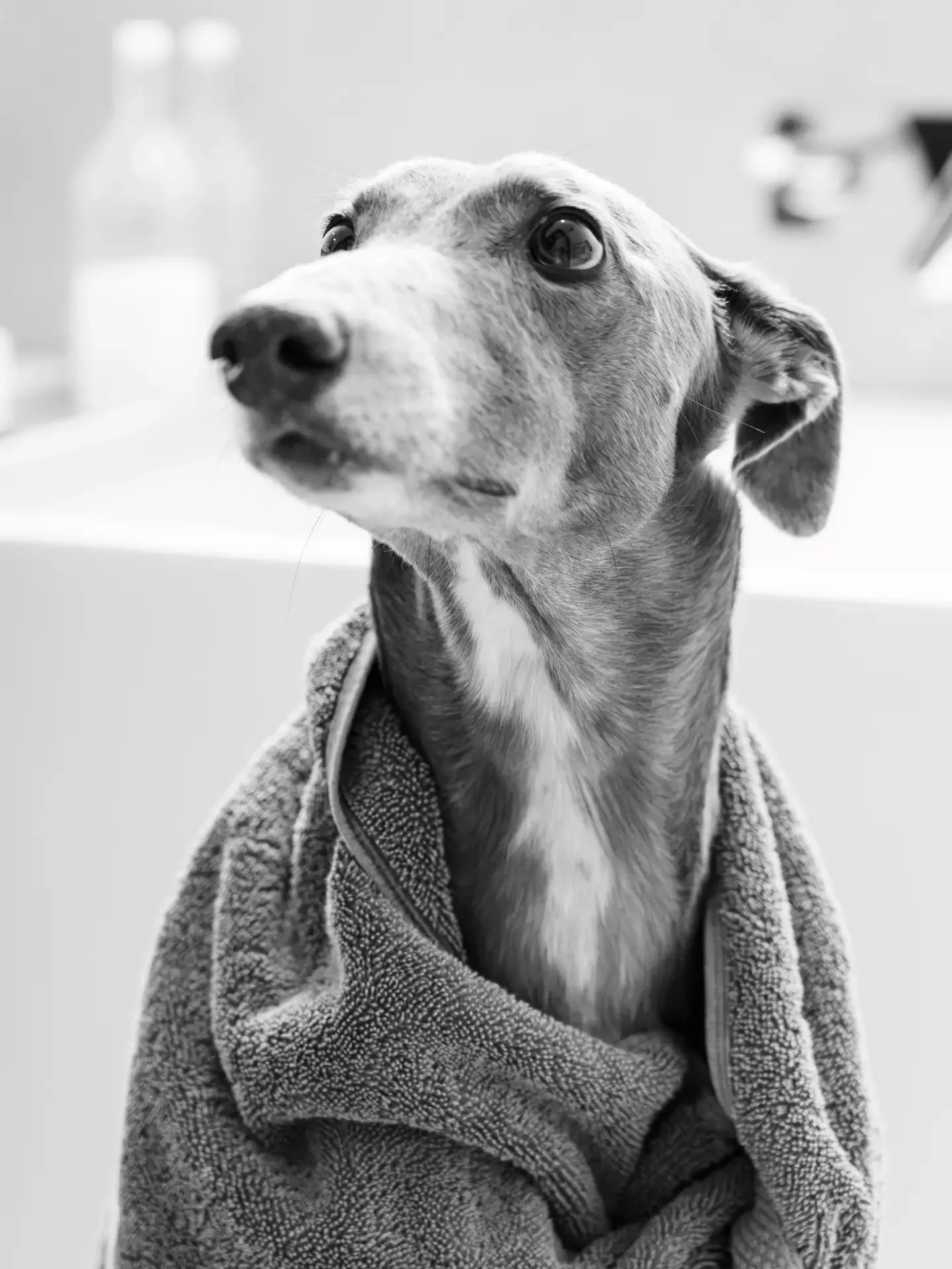 Something a little different this week! ⚫️⚪️

Collaborating with @muttsbenice and her wonderful greyhound Whio! Creating a collection of black and white images to be printed and displayed in the Salon 🖼

#dogsofotautahi #dogphotographer #greyhoundlo