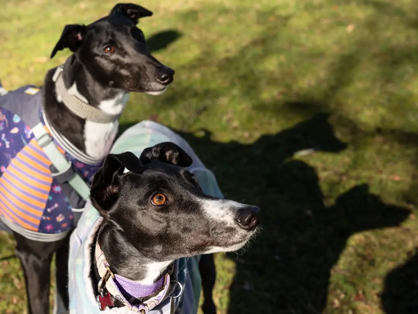 It's only THE - bloomin' fantastic - NOODLUMS

Also known as Basil and Flora!

For the winners of the July giveaway, we headed out in the winter sunshine ☀️ Captured some professional portraits, followed by a well-earned pup-cup ☕️

@the.noodlums 

#