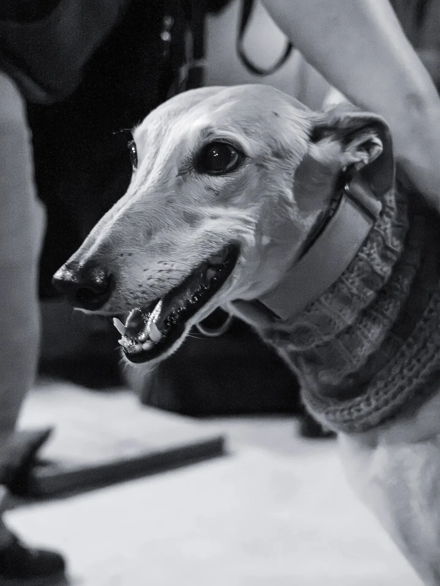 THE BIG GREY OUT 2026...

Here are a collection of Big Grey Photos for one Big Grey Out!

Celebrating these awesome canines and the end of commercial dog racing in Aotearoa 👏

A huge thank you to @longboi_logistics for running this great gathering a