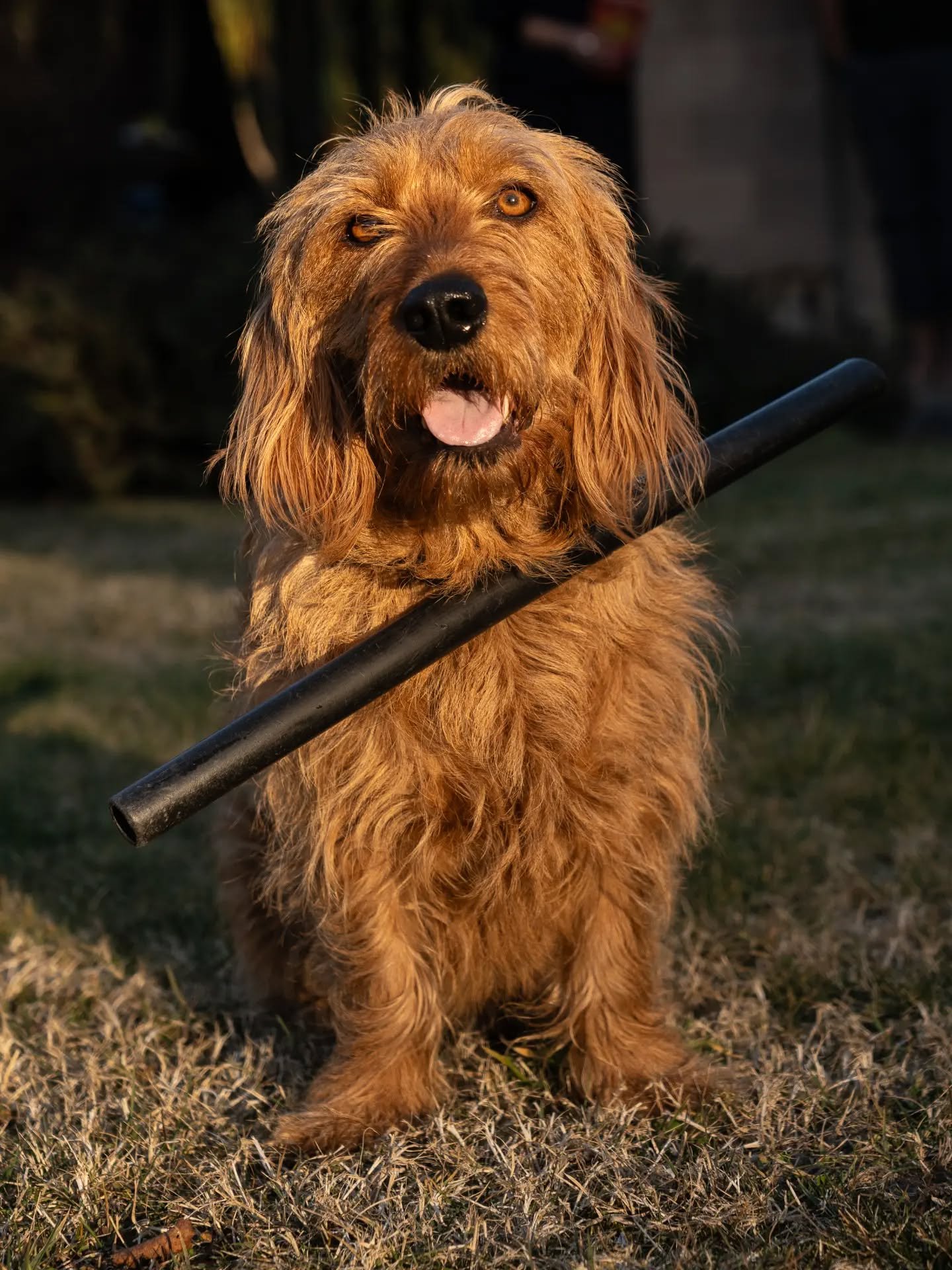 Patsy is a wonderful (and quirky in the best way) Bassett Fauve de Bretrange who lives in North Canterbury.

Living in the country, there's lots to explore. To prevent Patsy from venturing a little too far... she wears a small, lightweight pipe on he