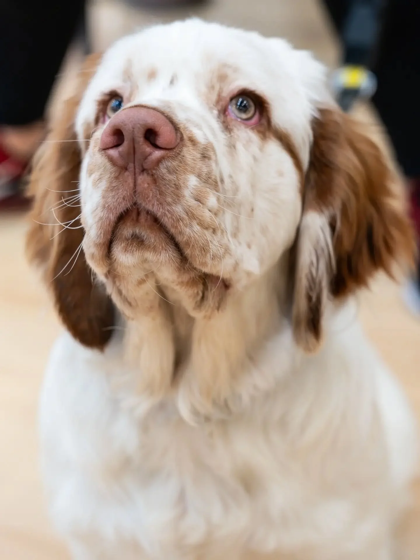 Dogs of the Selwyn Pet Expo 🐾

A couple of weeks ago, I had the pleasure of photographing this event!

Even more fortunately... I met these awesome pups along the way, who I firmly believe, were stealing the show (alongside some hearts) 🧡

....

Se