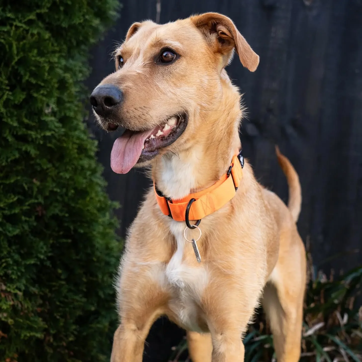 It would be my HONOUR to welcome our new personal / VIP Dog of Ōtautahi...

Chai 👋

I initially met Chai (previously Alba) while on a photoshoot at @dogwatchsanctuarytrust . After the session, I went back home and raved about this wee pup that would