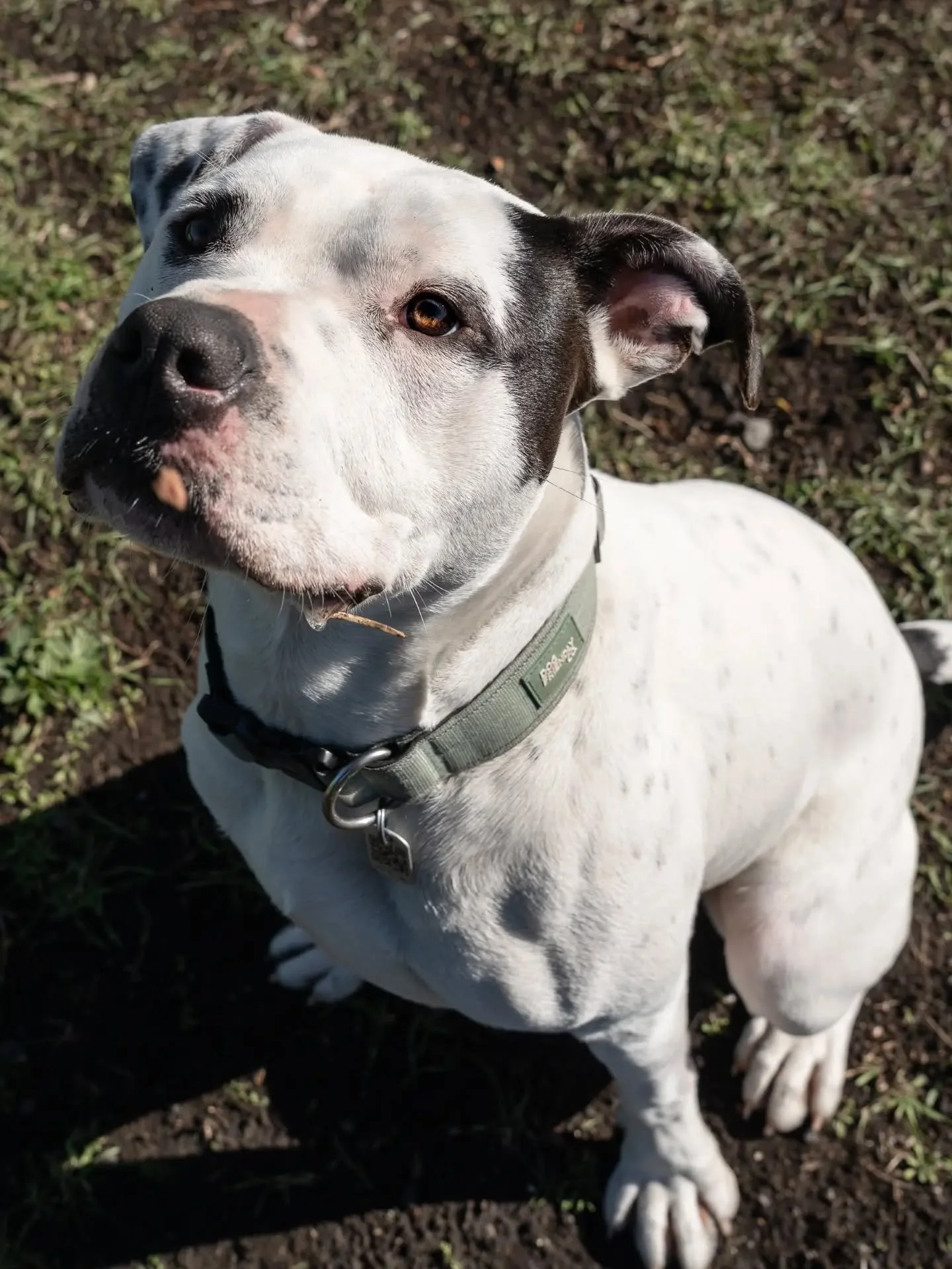 Someone told me you hadn't met Moss?

Moss is a wee cutie.

One of the very cutest Dogs of Ōtautahi.

Moss is still looking for his home sweet home 🧡

Currently being cared for by the wonderful @dogwatchsanctuarytrust  where you can find out more ab