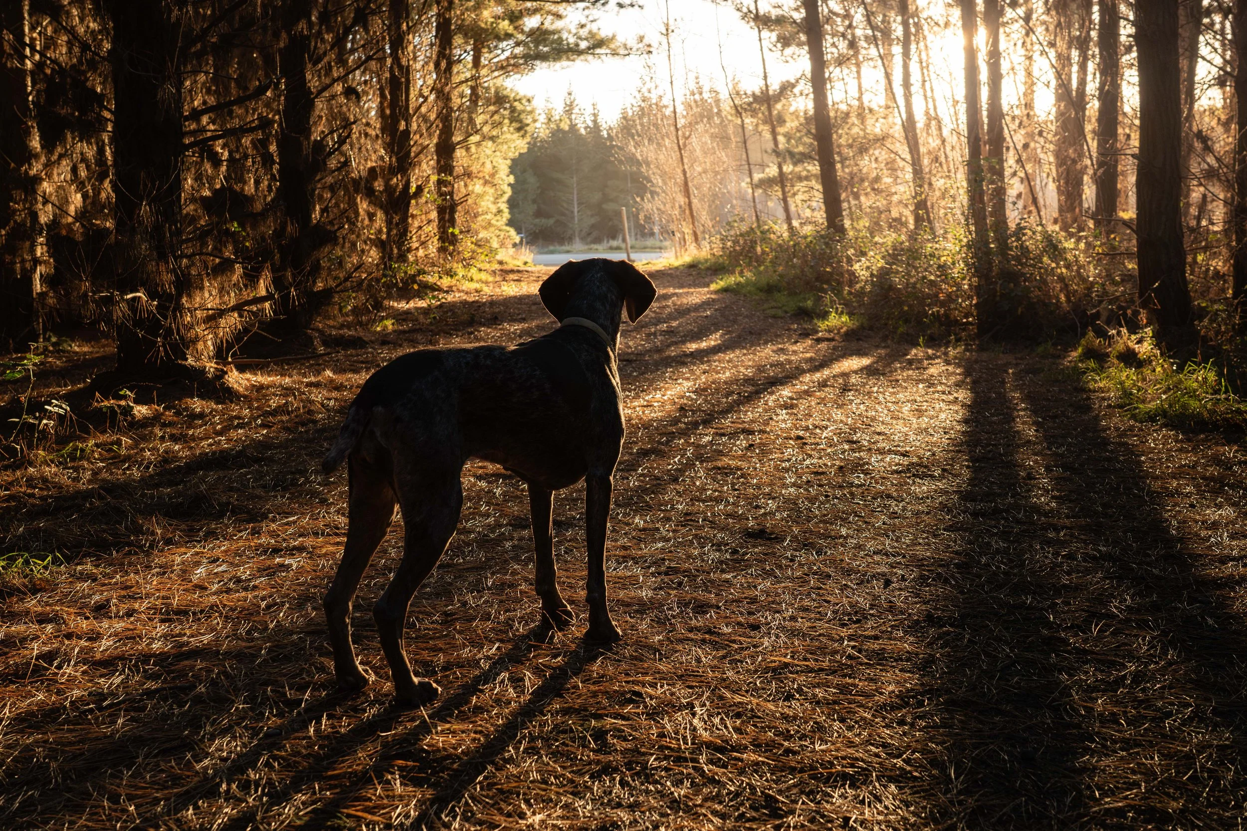 Abbi the Pointer