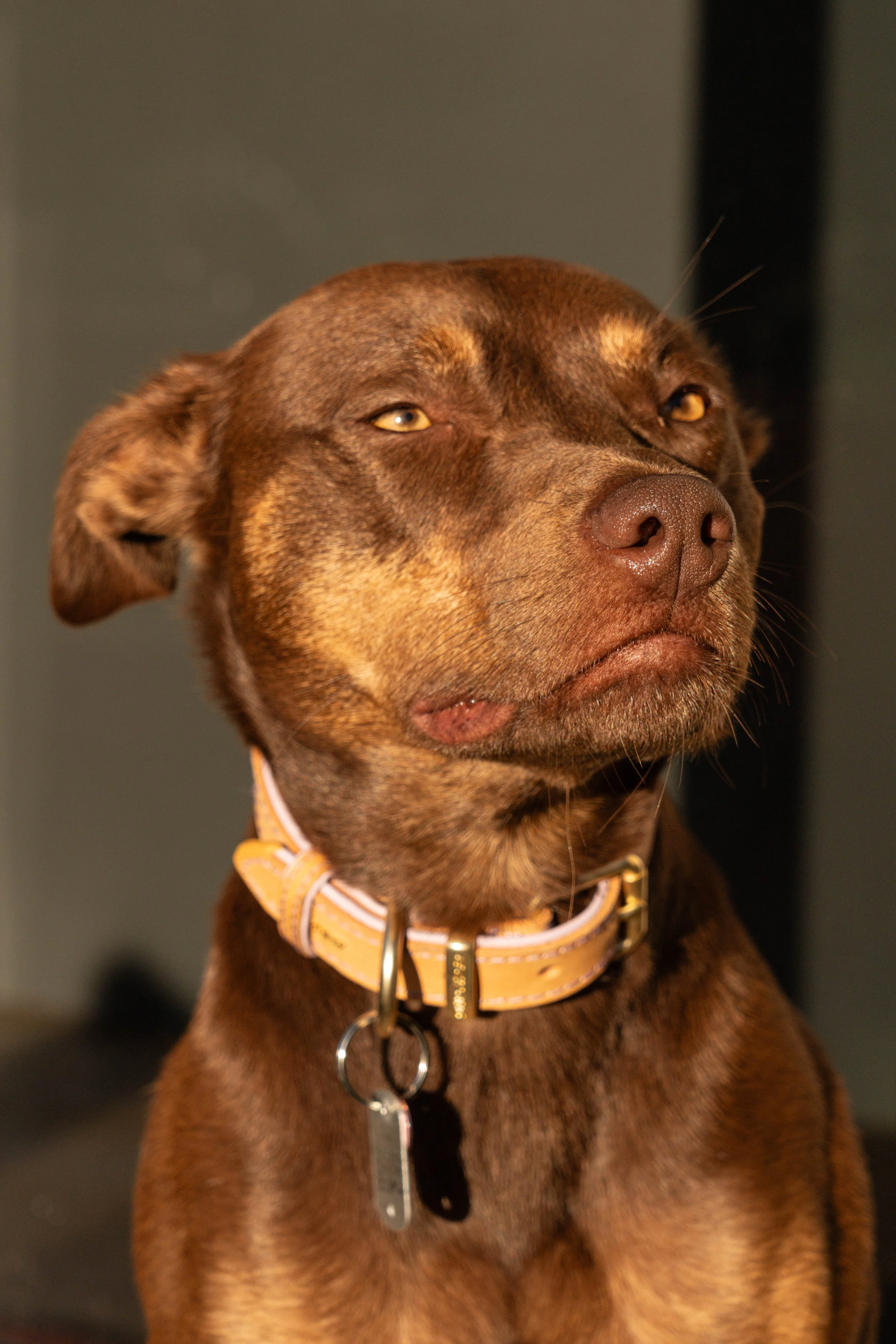 Goldie-1-3.jpg