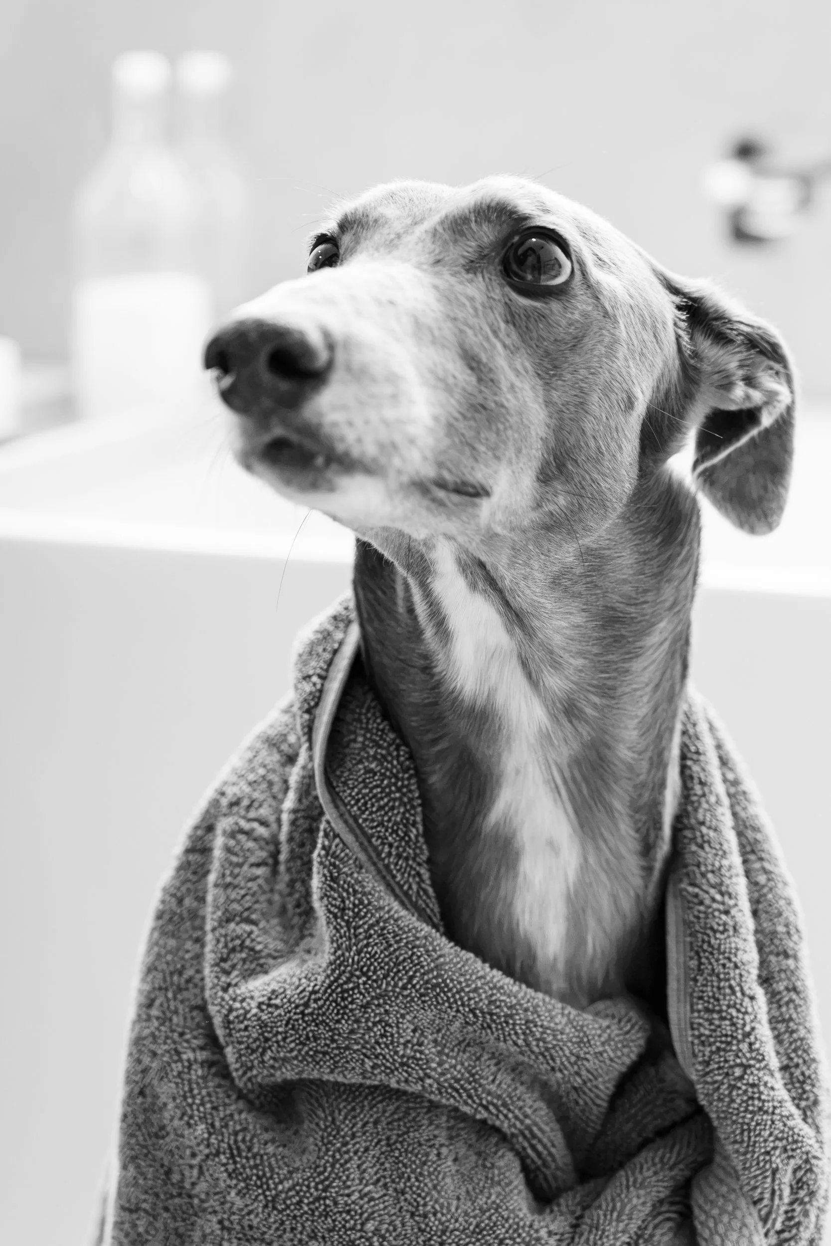 Whio Black and White-3.jpg