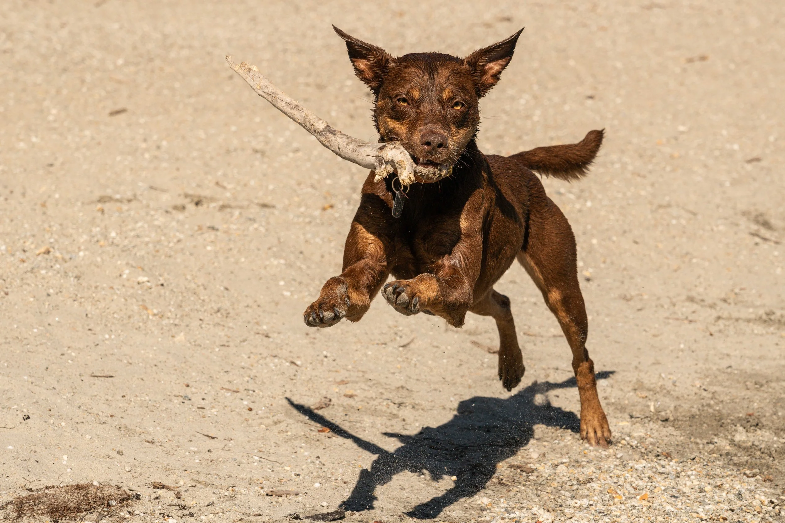 Goldie - Kelpie