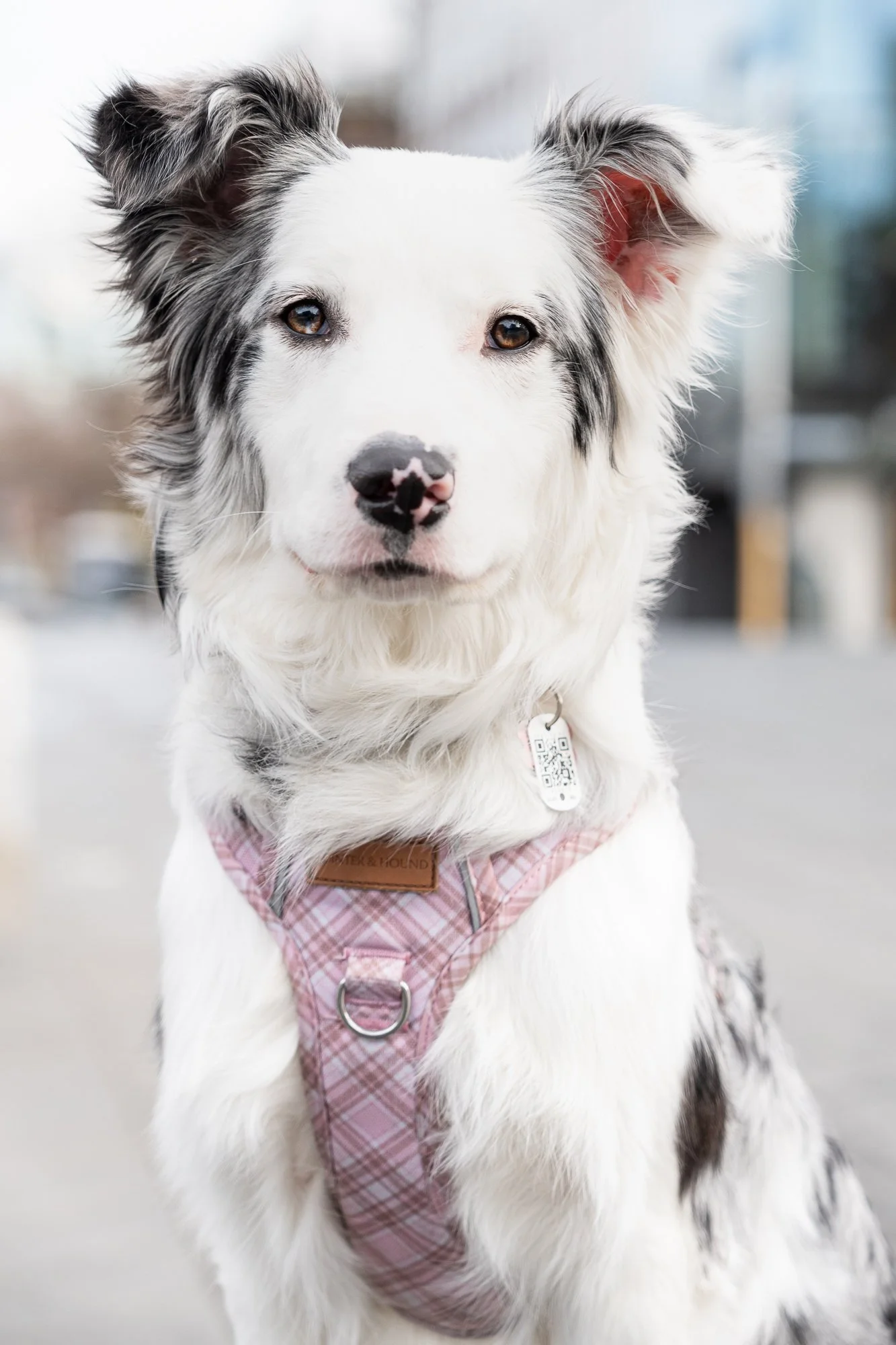 Piper's Headshot