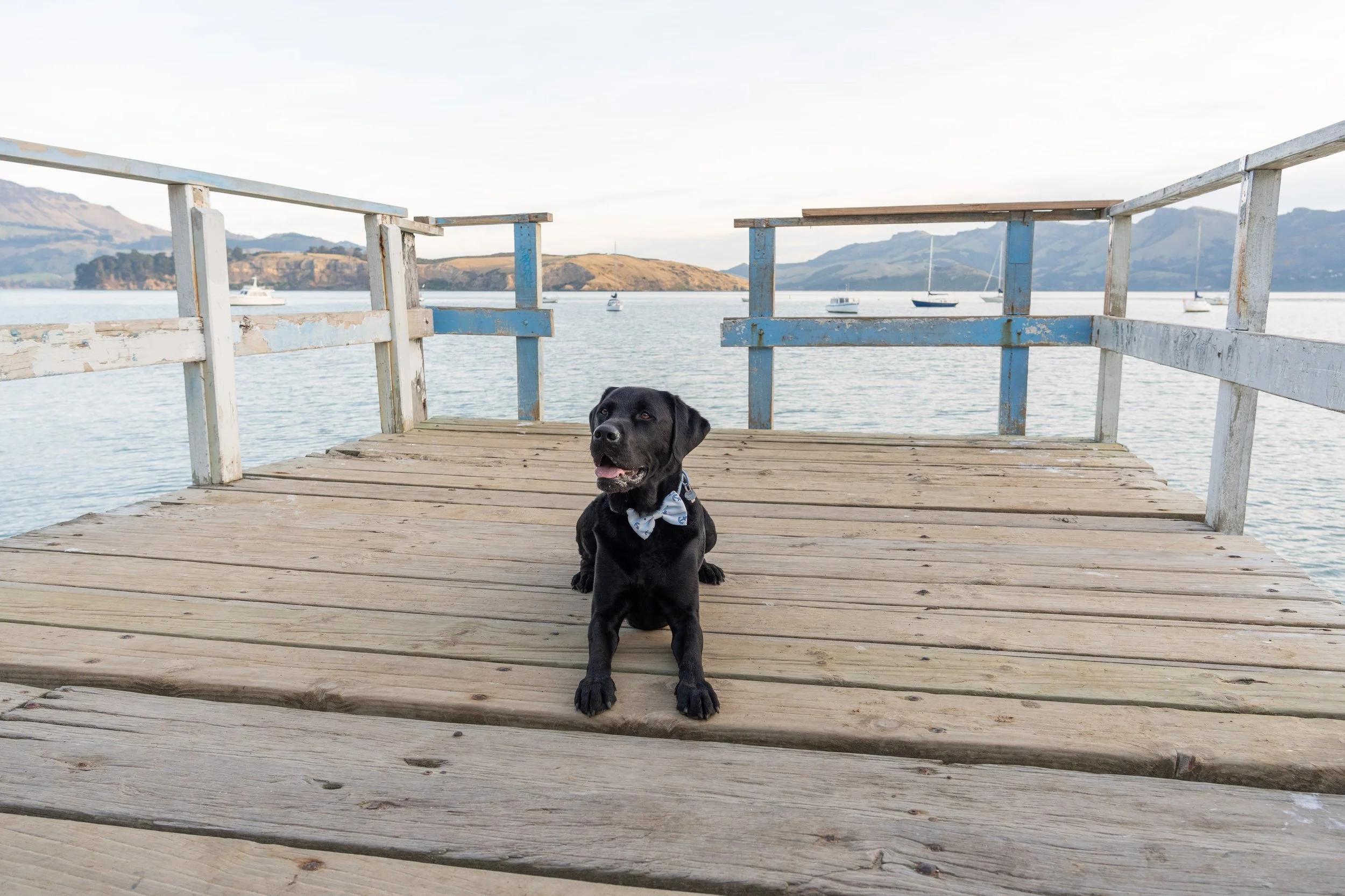Koda the Labrador