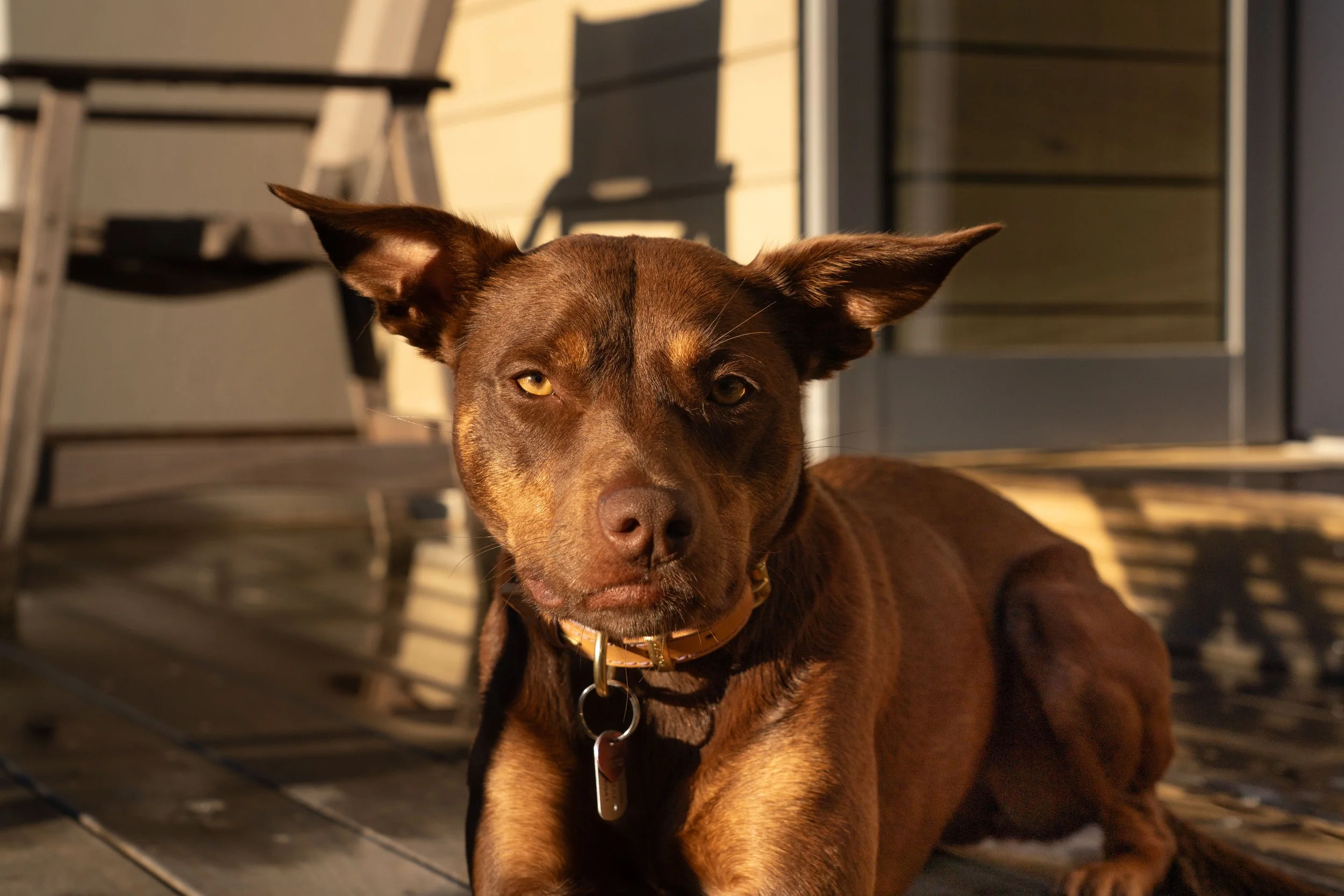 Goldie - Kelpie