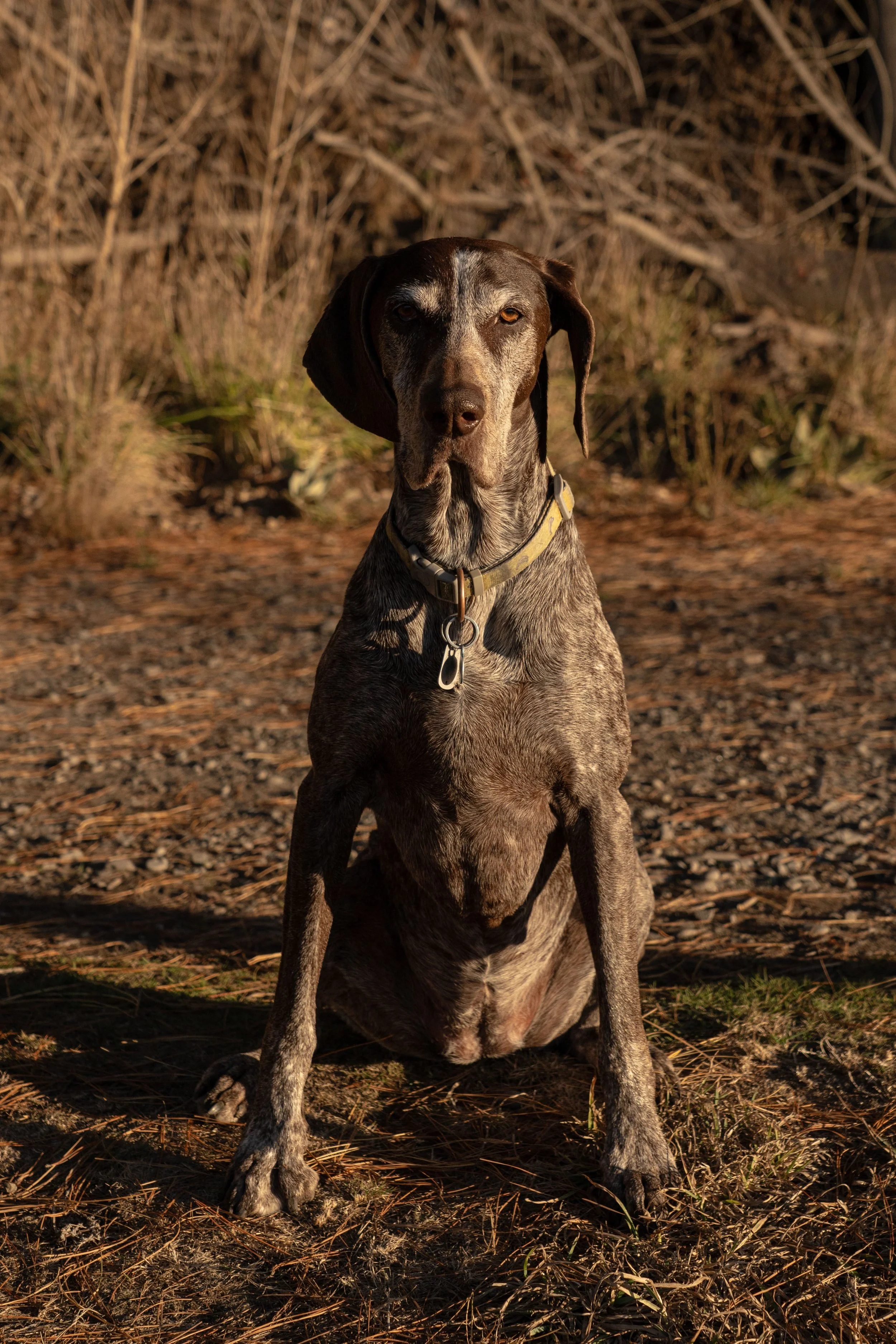abbi-1.jpg
