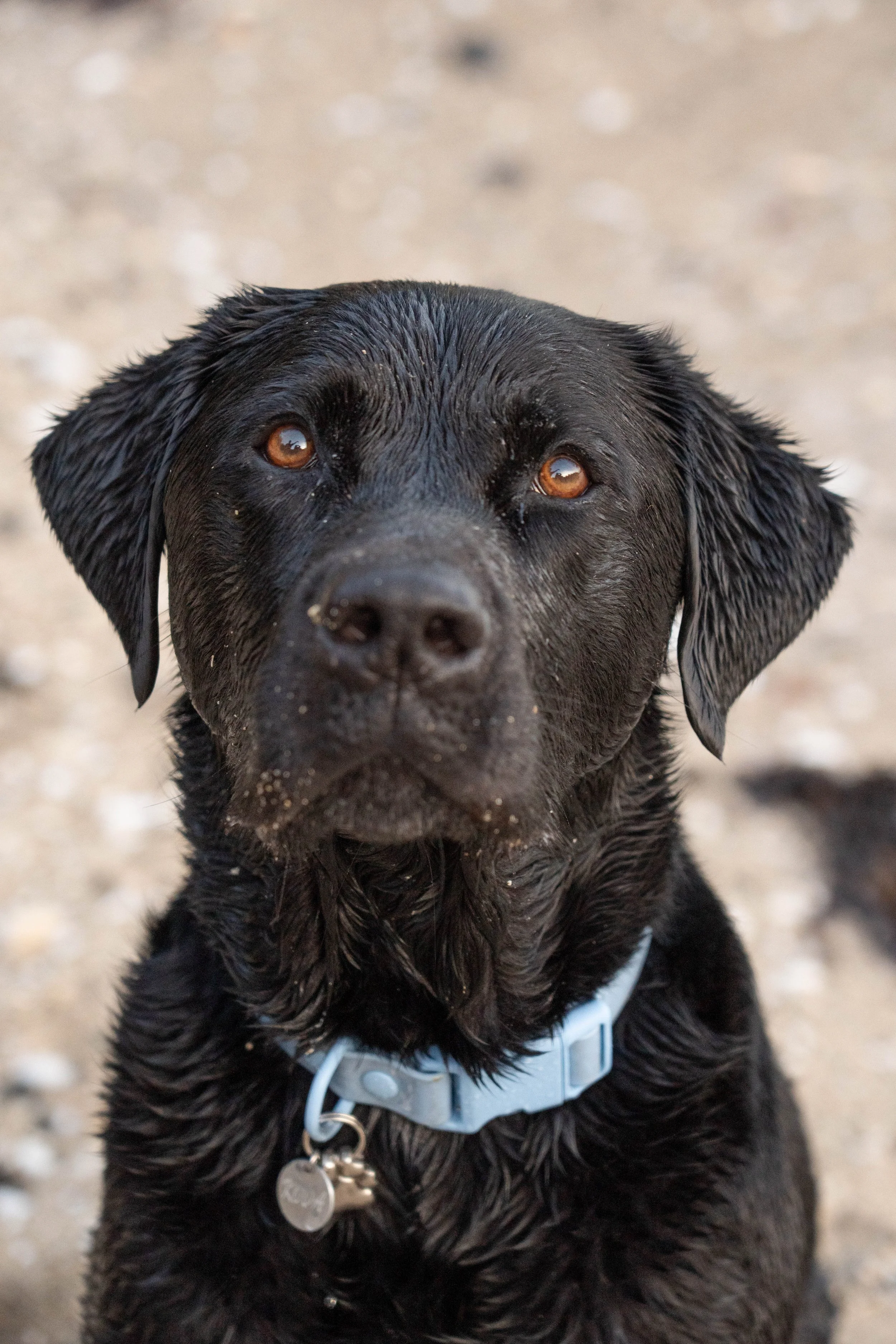 Close-up of a black Labrador Retriever dog with wet fur, wearing a gray harness, on a sandy beach.