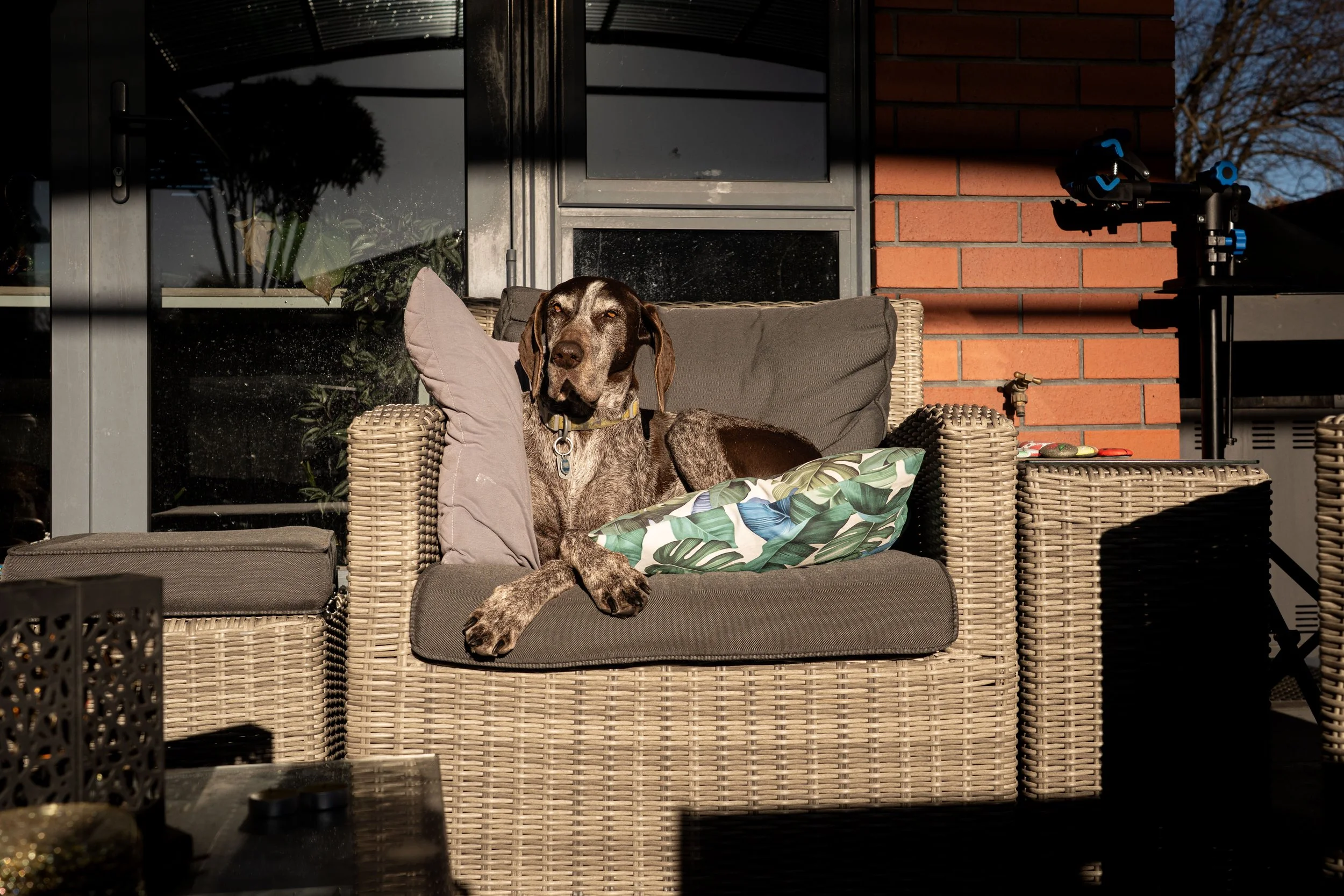 Abbi the Pointer