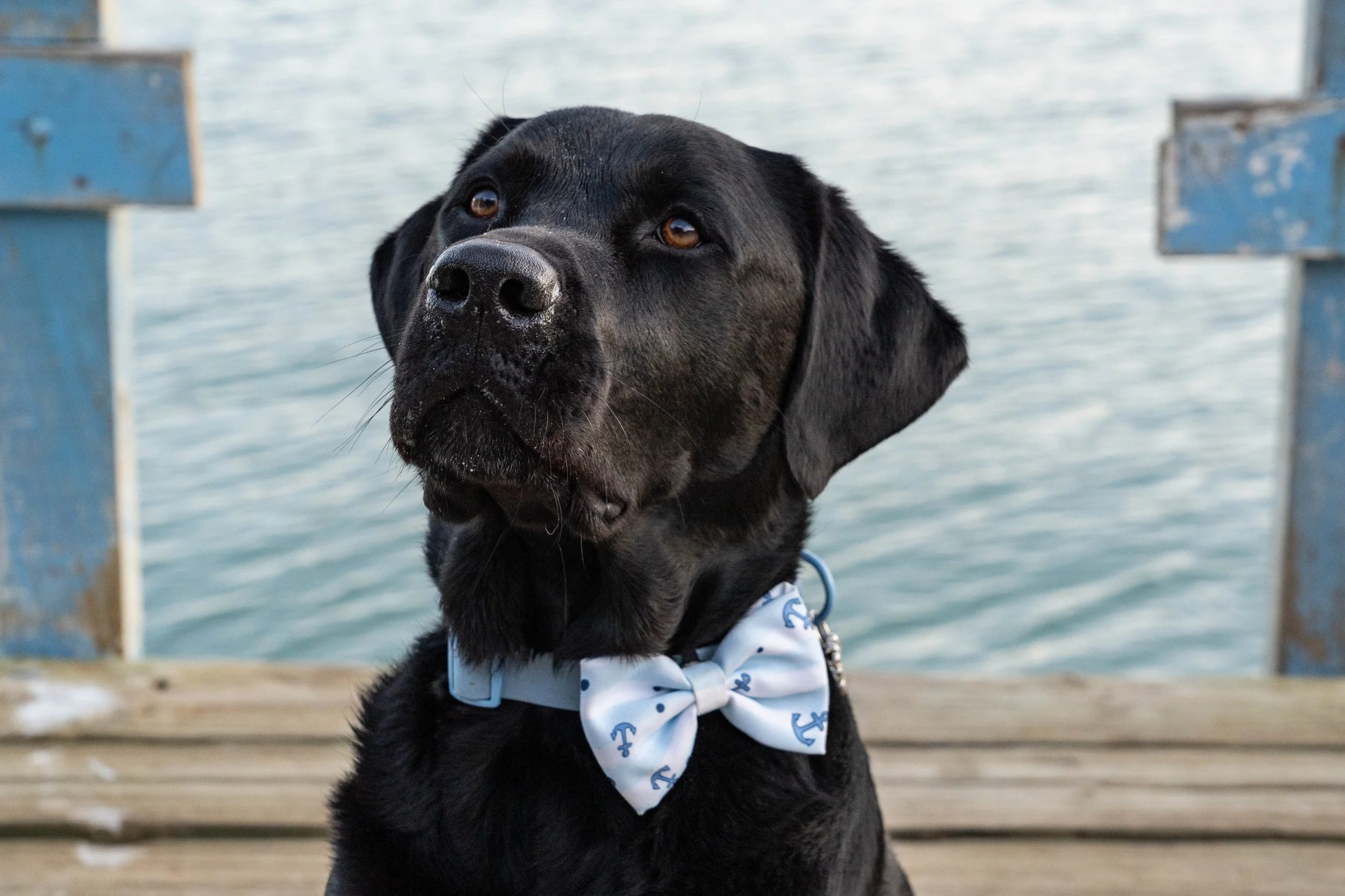 Koda the Labrador