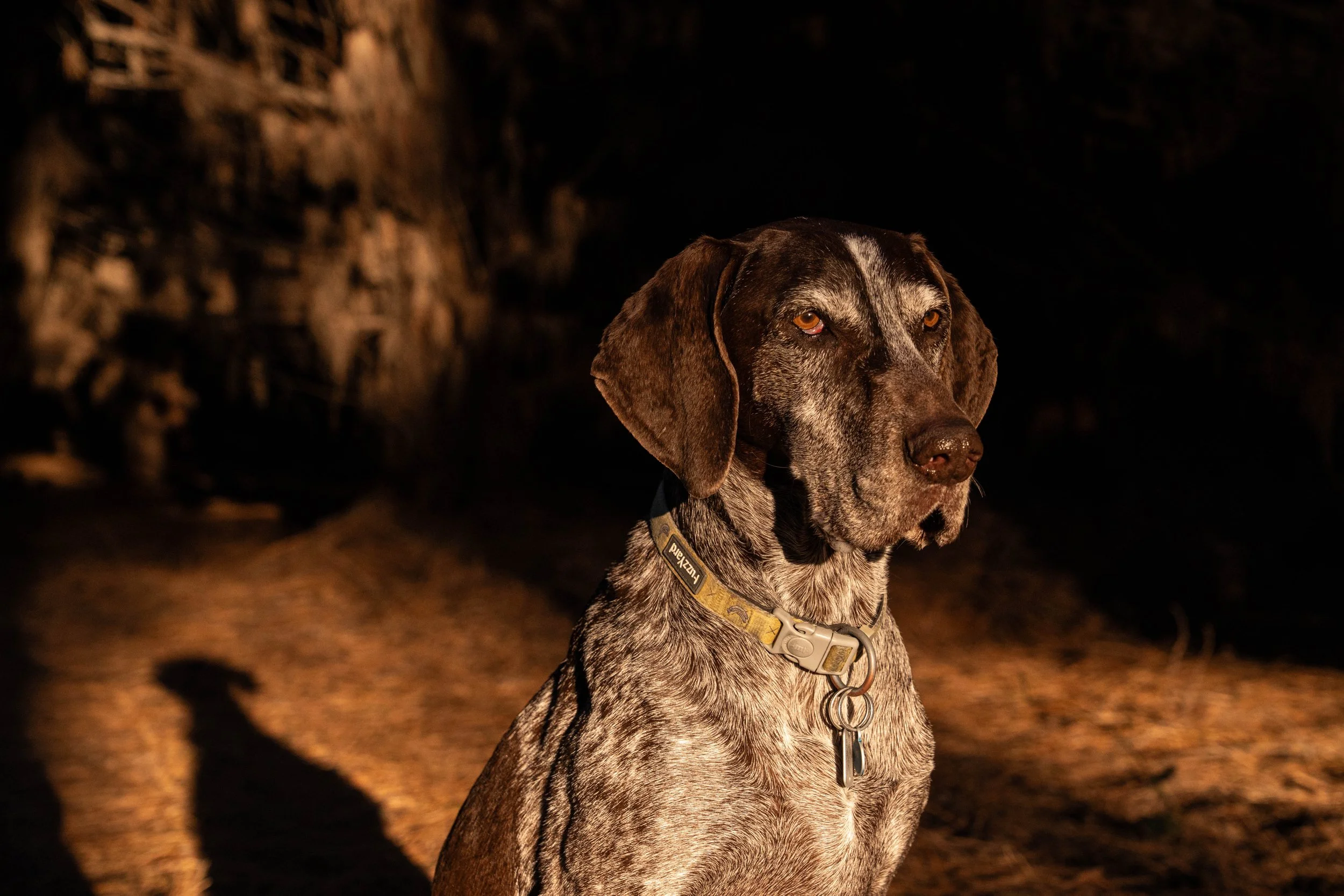 Abbi the Pointer