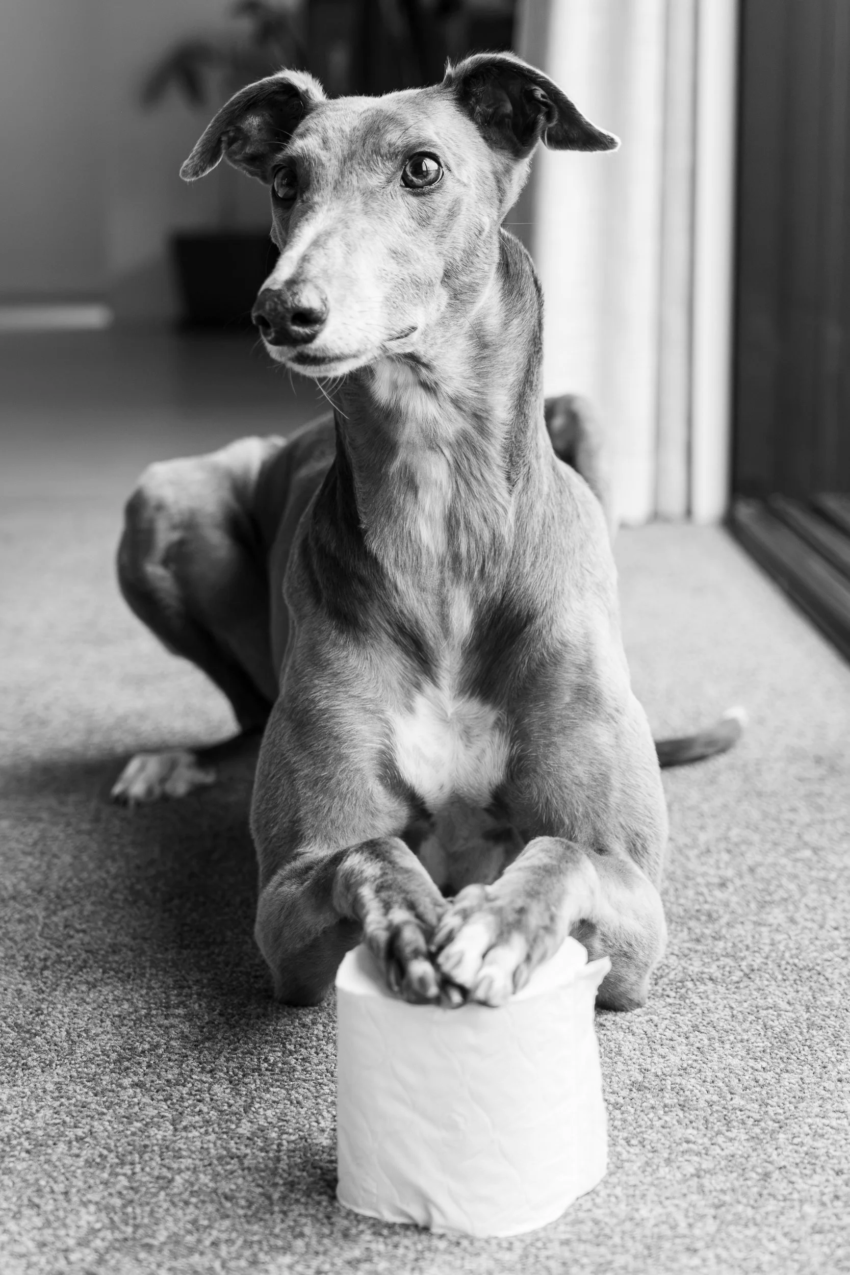 Whio Black and White-5.jpg
