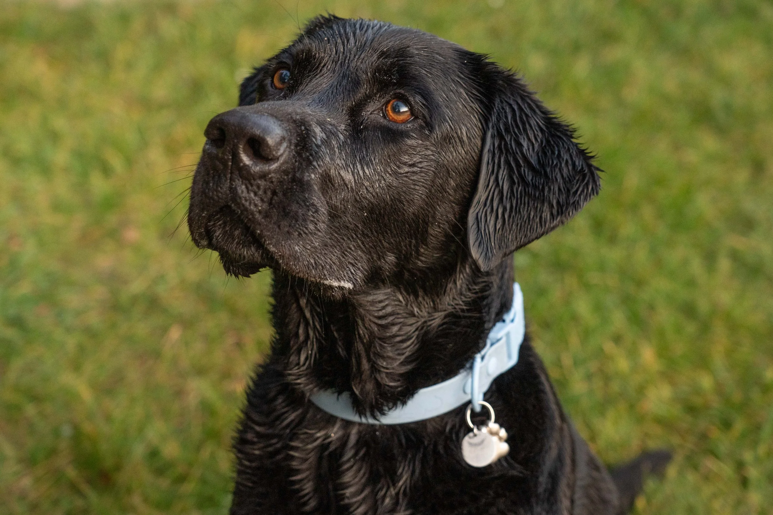 Koda the Labrador