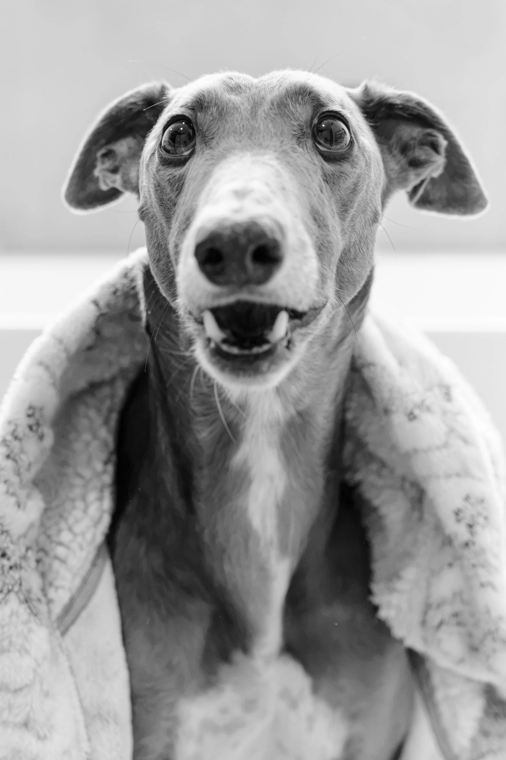 Whio Black and White-2.jpg